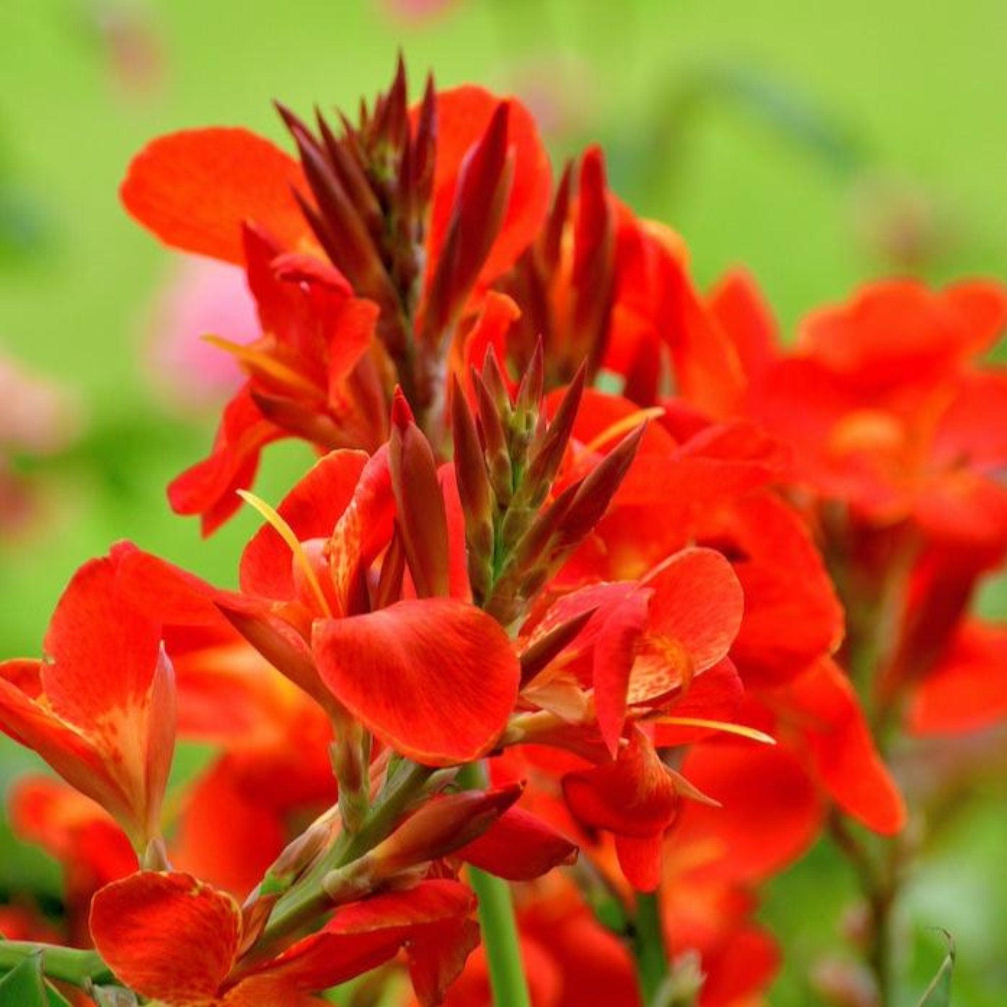 Toucan® Scarlet Canna Lily (Kana Çiçeği)