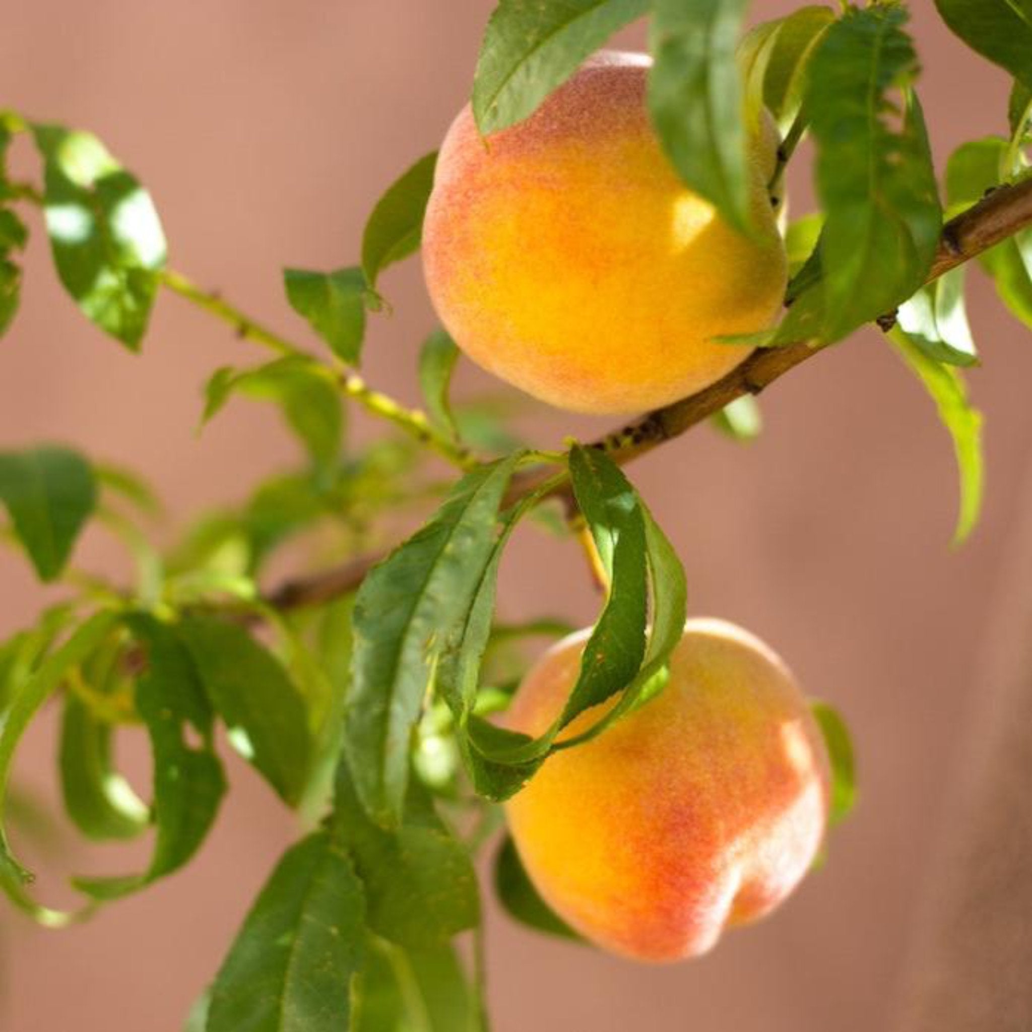 Garden Gold Bodur Şeftali Ağacı