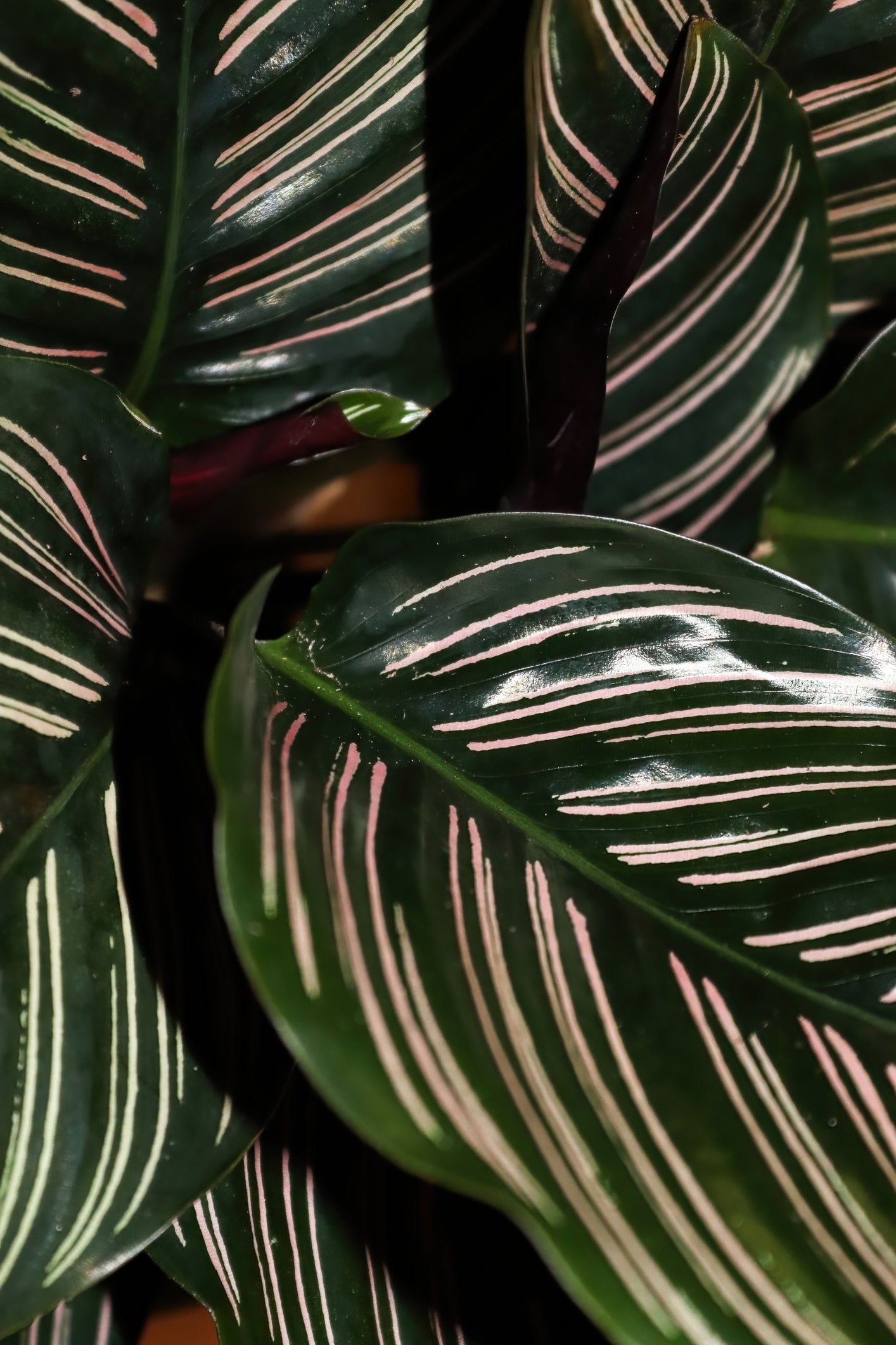 Calathea Pinstripe (Papatya Calathea)