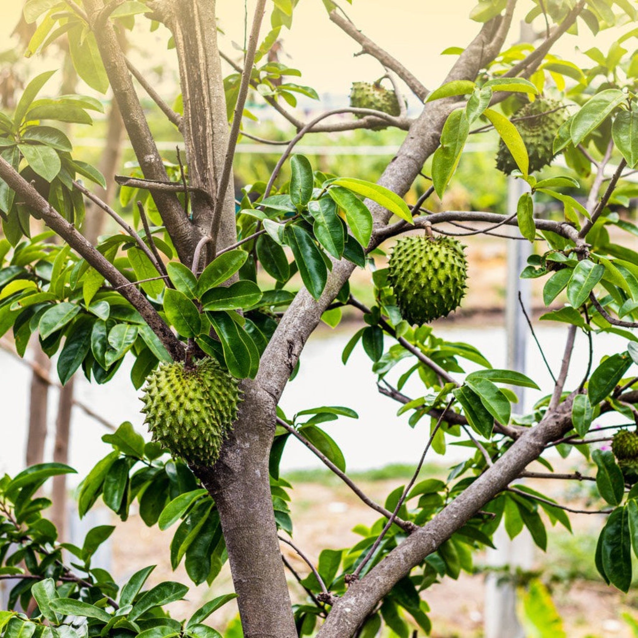 Soursop (Guanabana) Ağacı