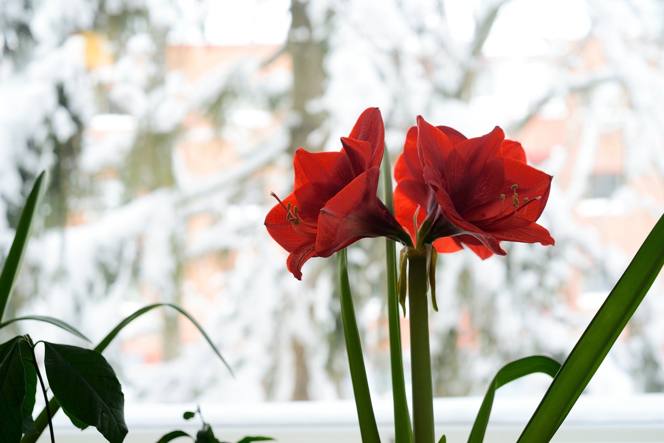 Waxed Amaryllis (Mumlu Amaryllis) Soğanı