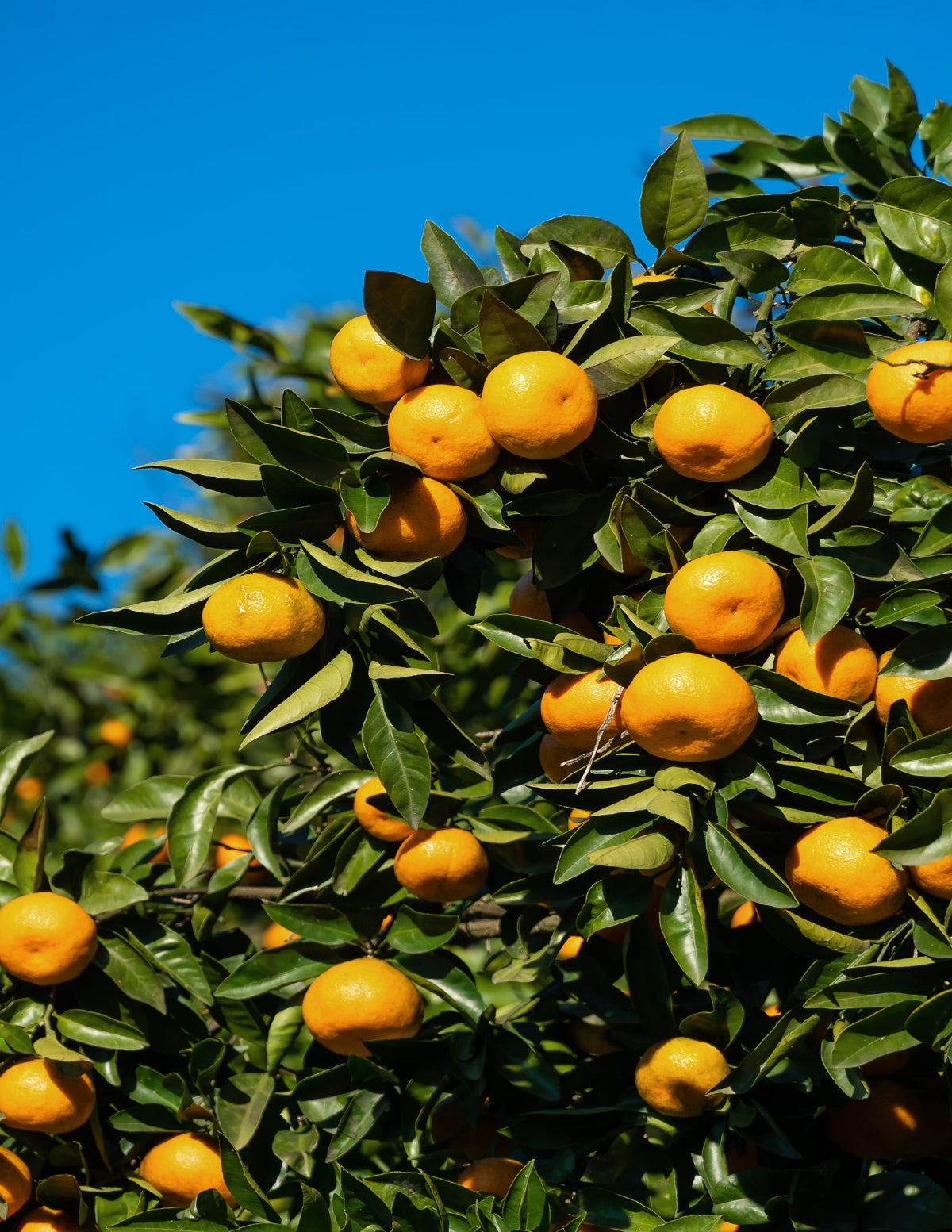 Owari Satsuma Mandalina Ağacı