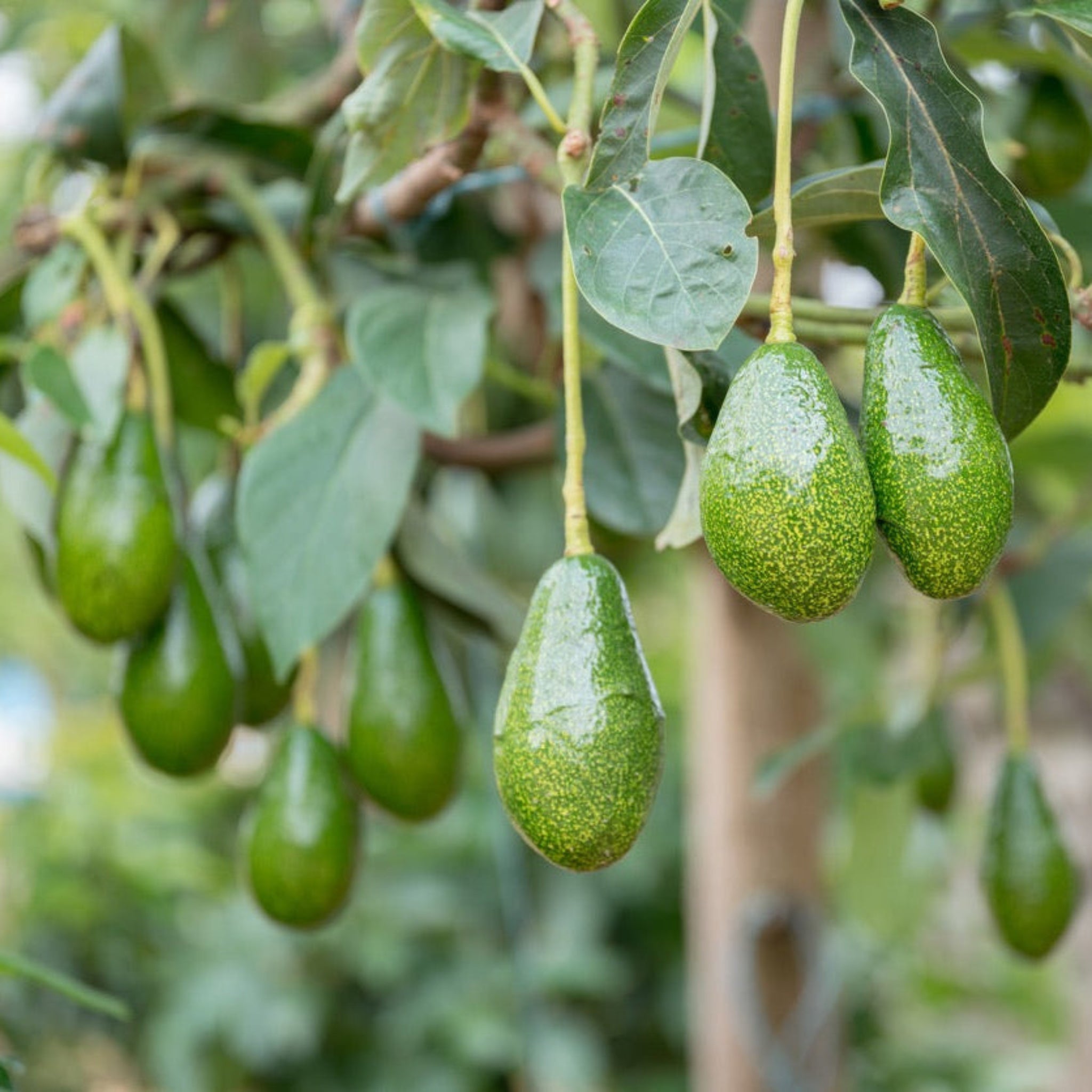 Pancho Soğuğa Dayanıklı Avokado Fidanı