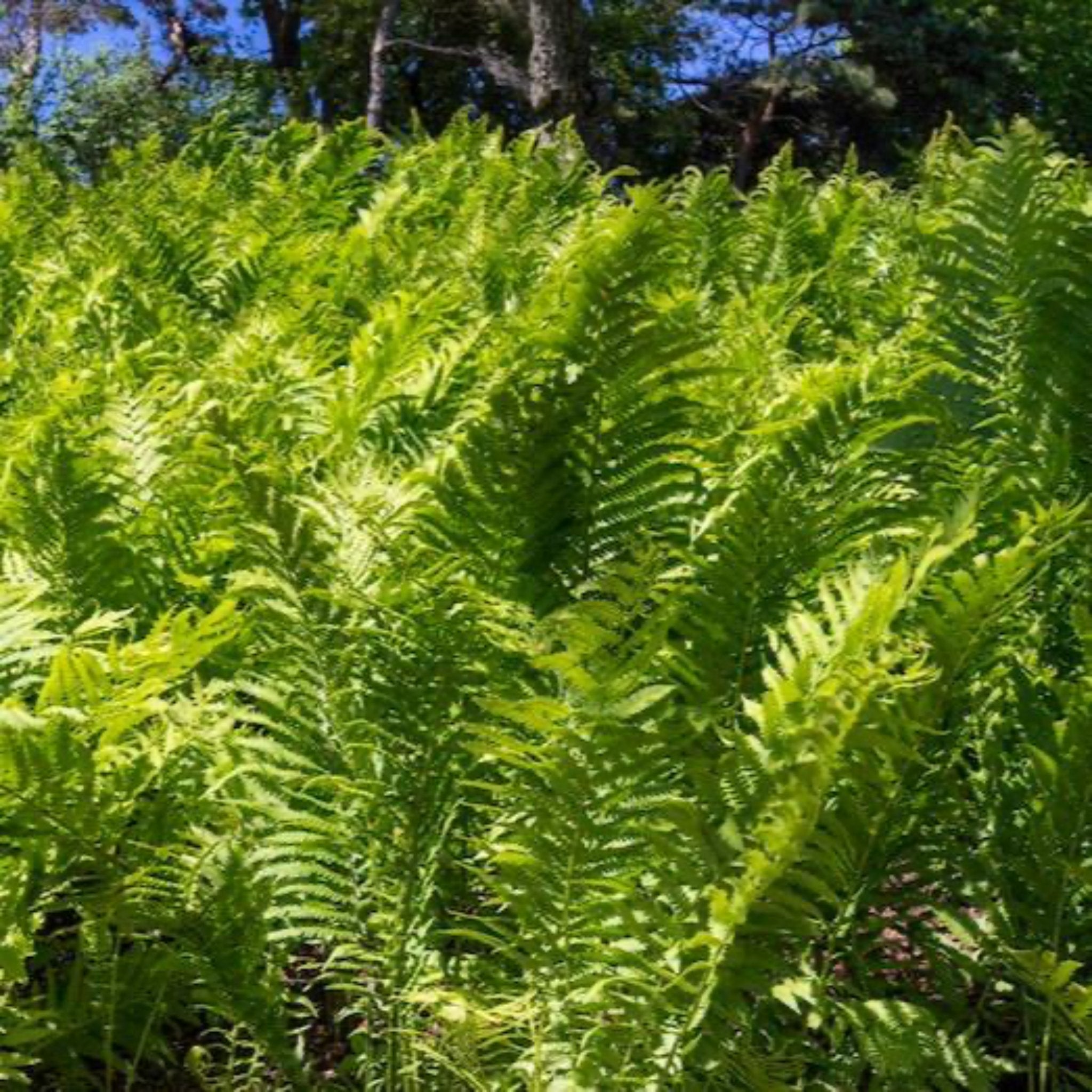 Devekuşu Eğrelti Otu (Ostrich Fern)
