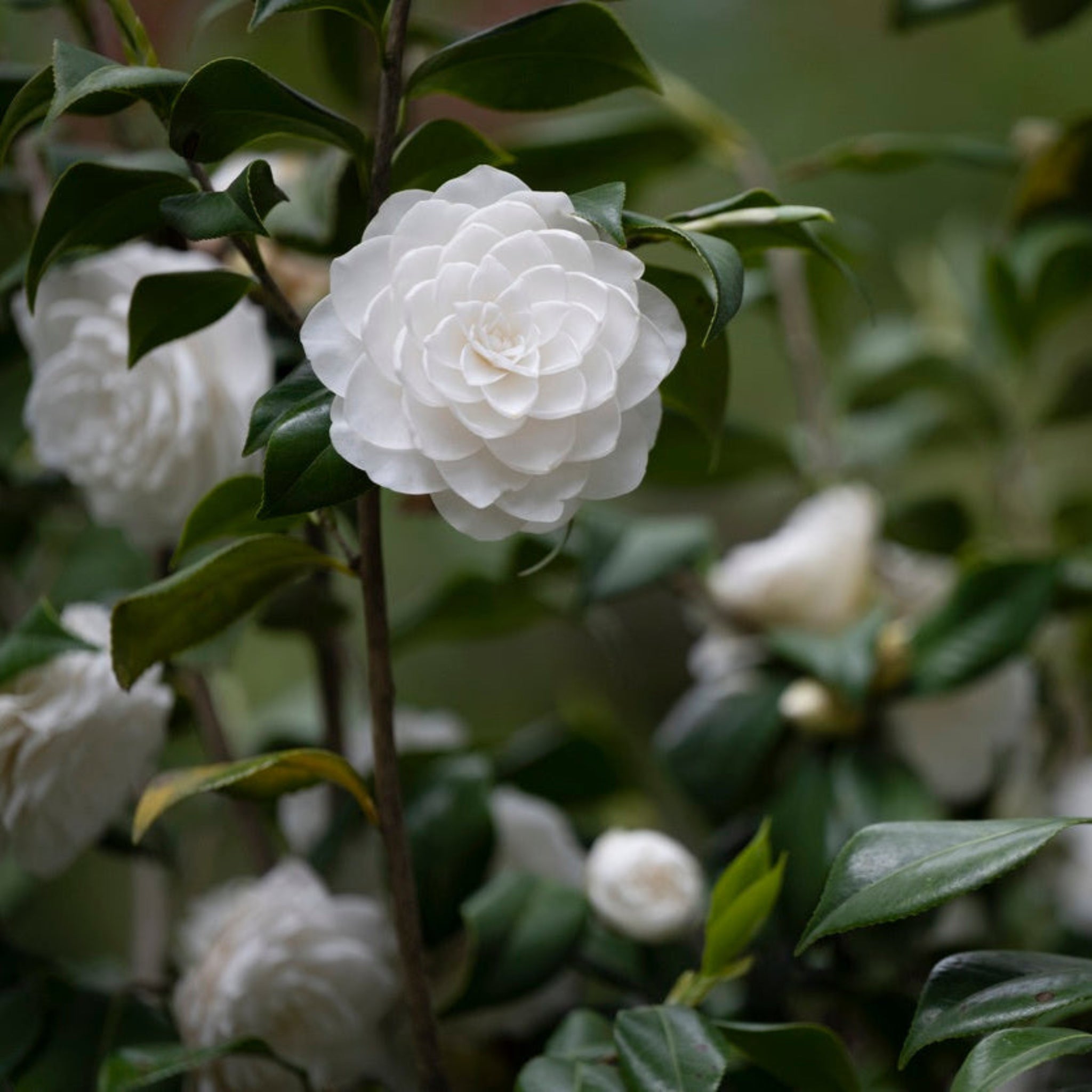 Sea Foam Kamelya
