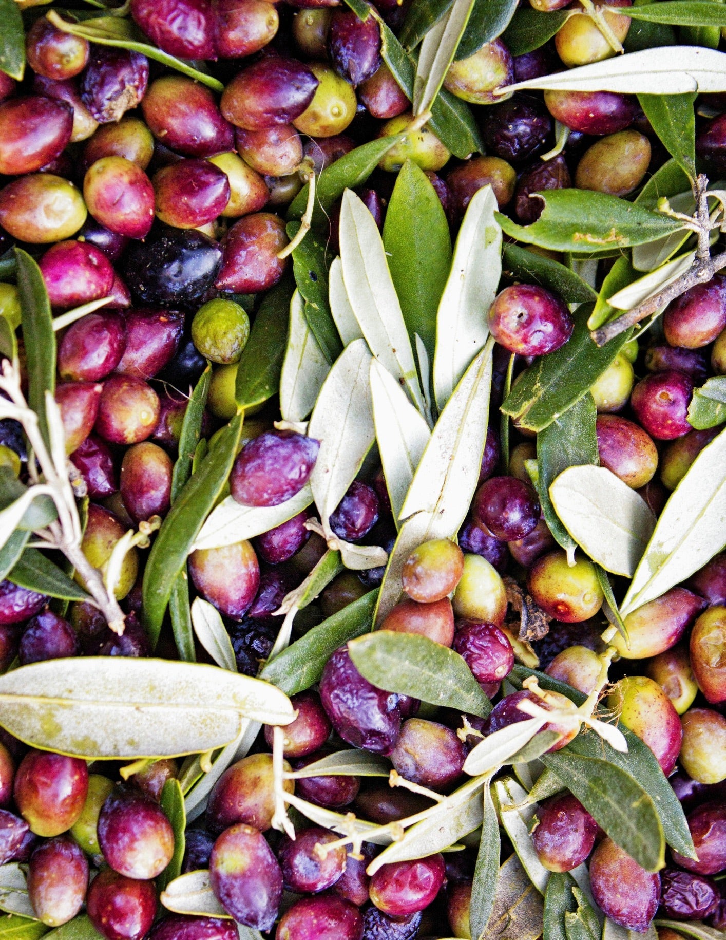 Koroneiki Zeytin Ağacı