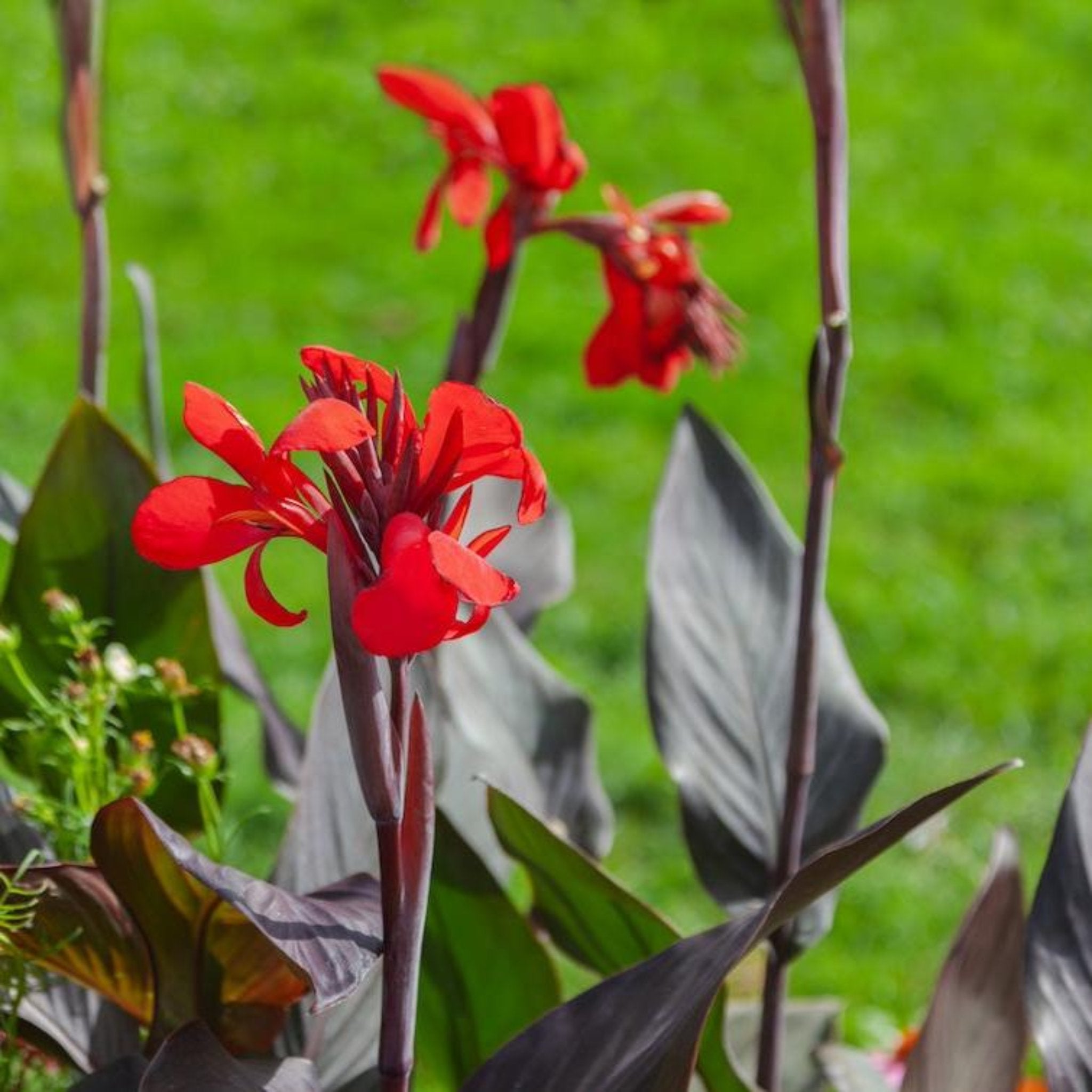 Toucan® Scarlet Canna Lily (Kana Çiçeği)