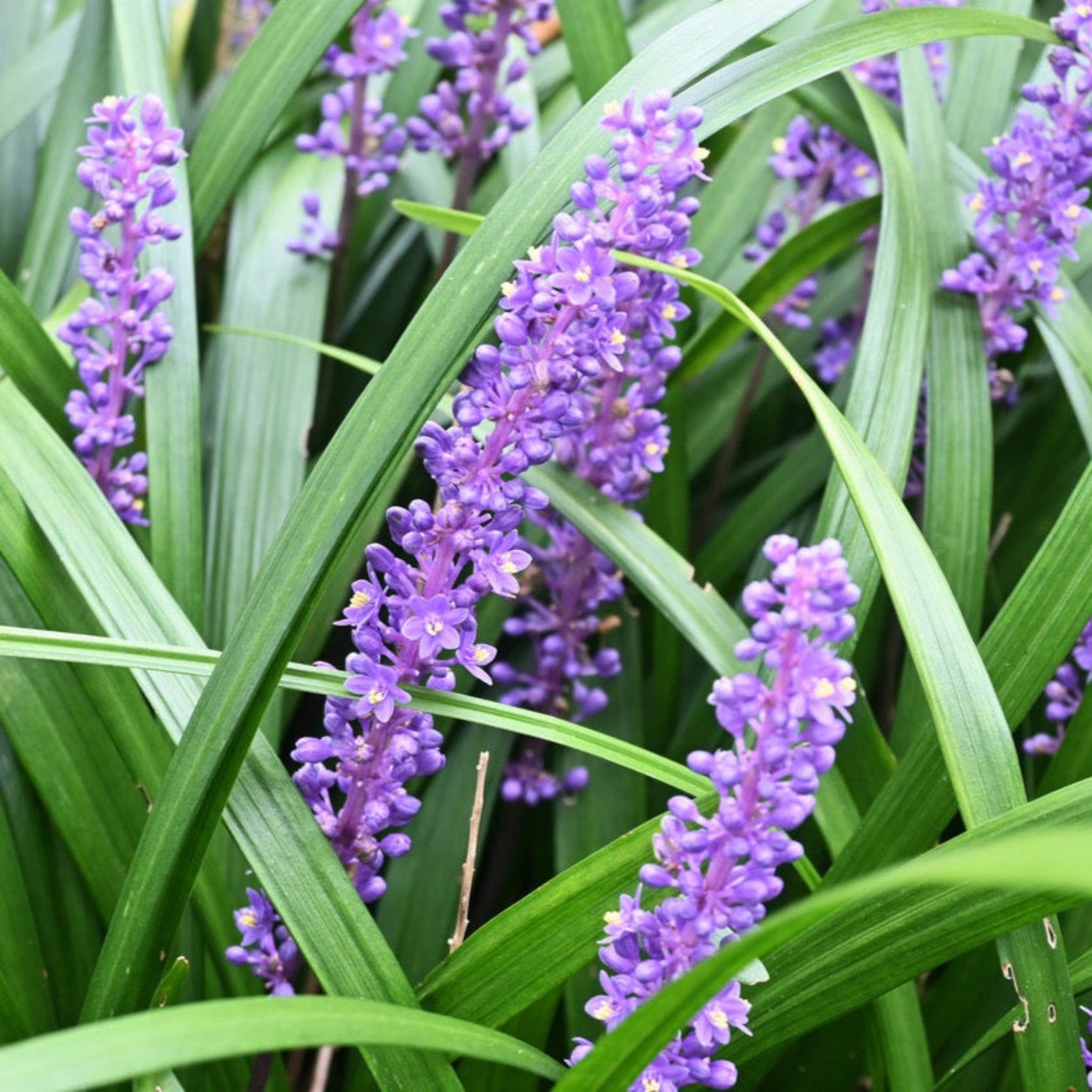 Purple Explosion™ Lilyturf (Liriope)