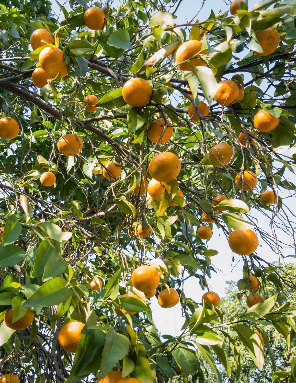 Owari Satsuma Mandalina Ağacı