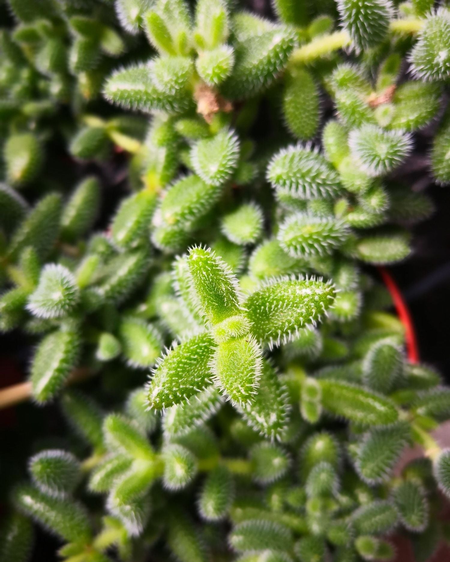 Pickle Plant (Turşu Bitkisi)