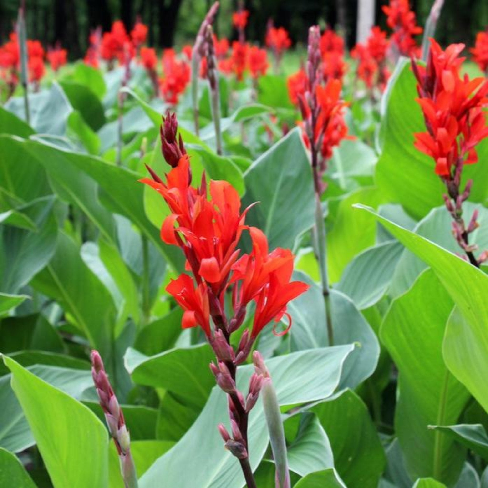 Toucan® Scarlet Canna Lily (Kana Çiçeği)