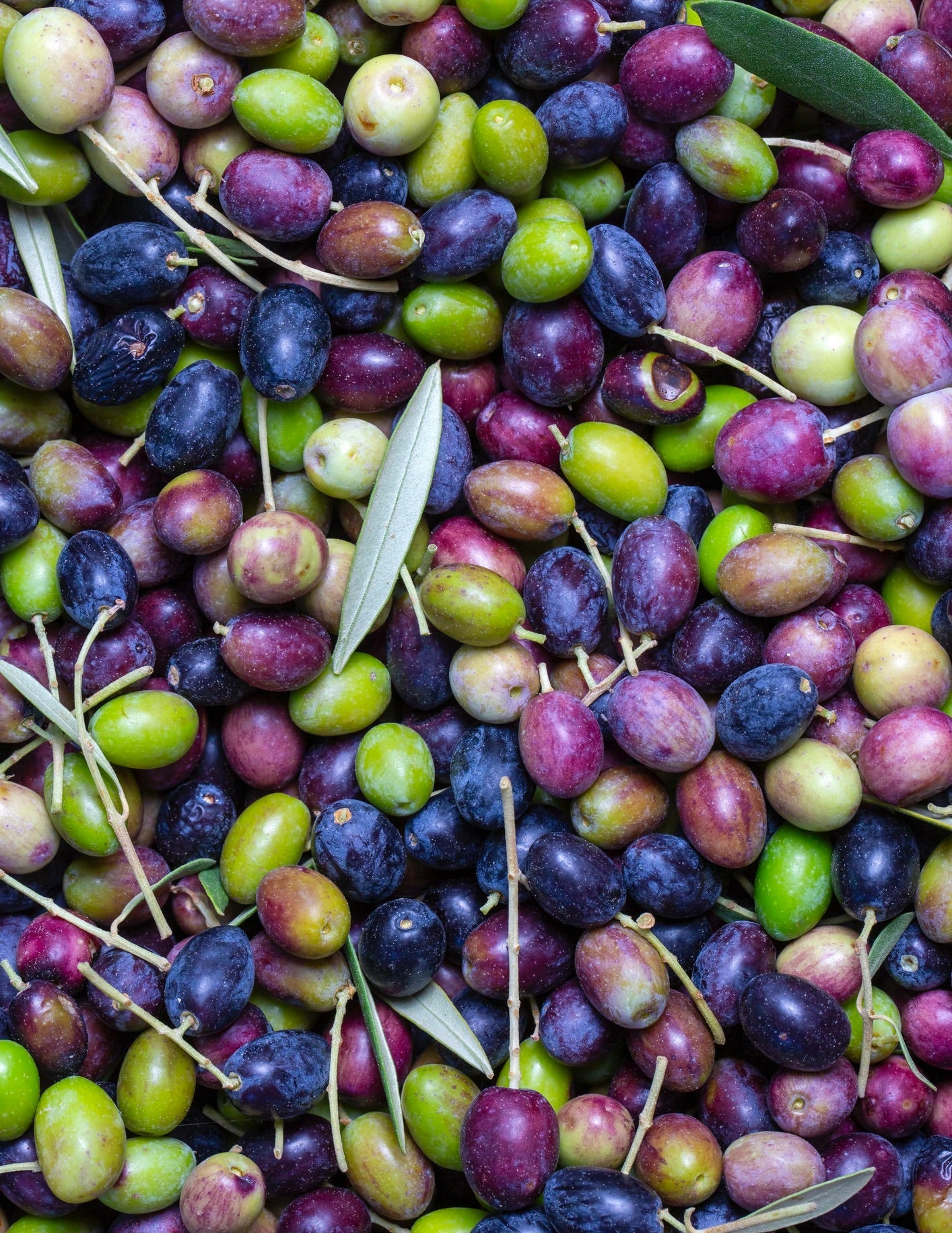 Frantoio Zeytin Ağacı