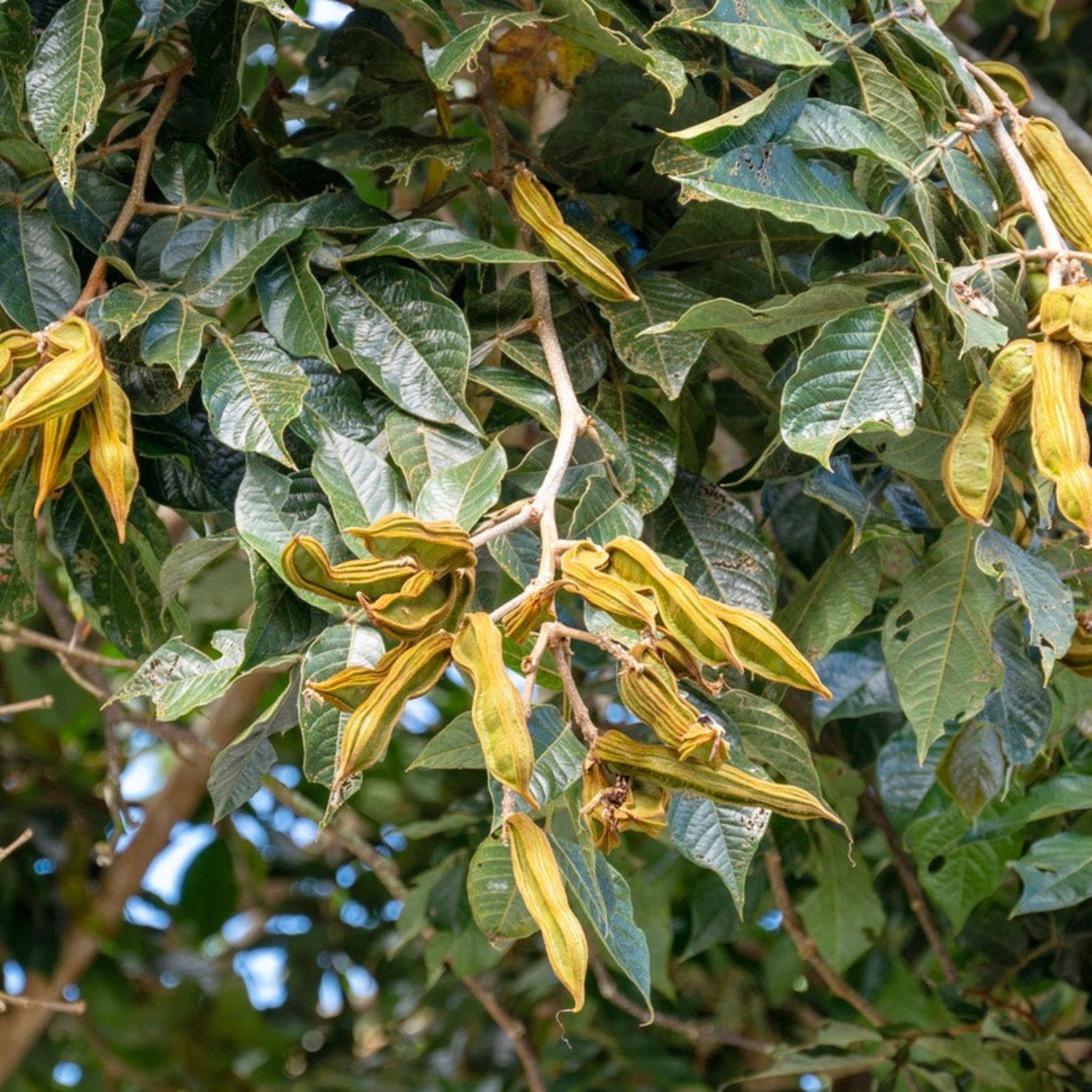 Ice Cream Bean Ağacı