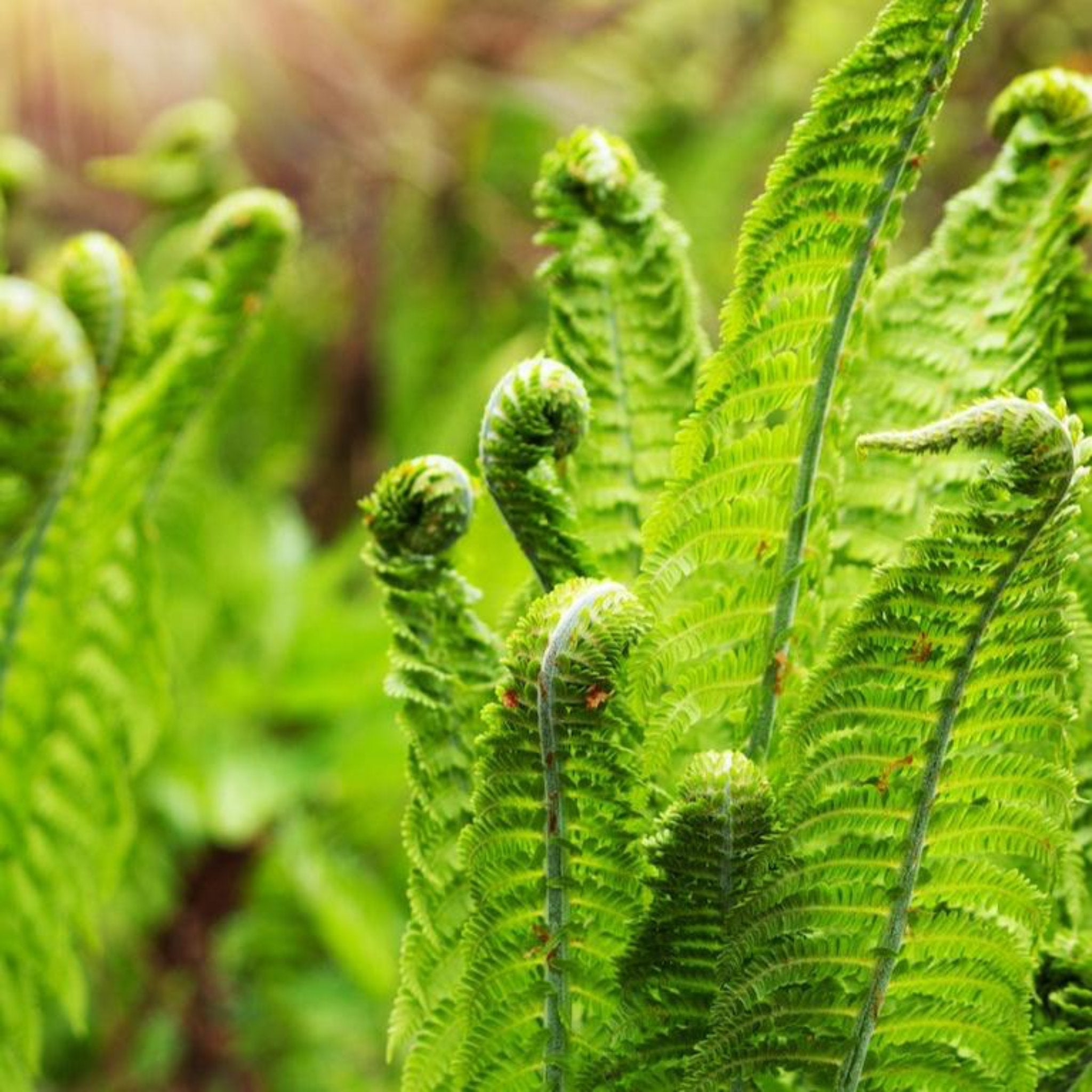 Devekuşu Eğrelti Otu (Ostrich Fern)