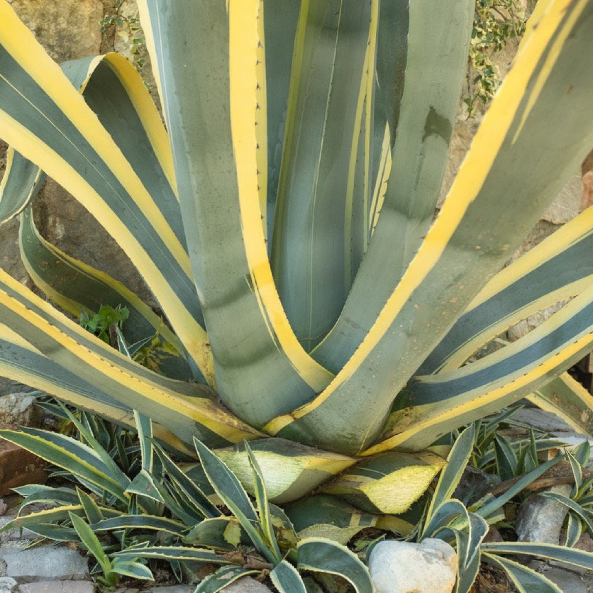 Agave americana 'Variegata'