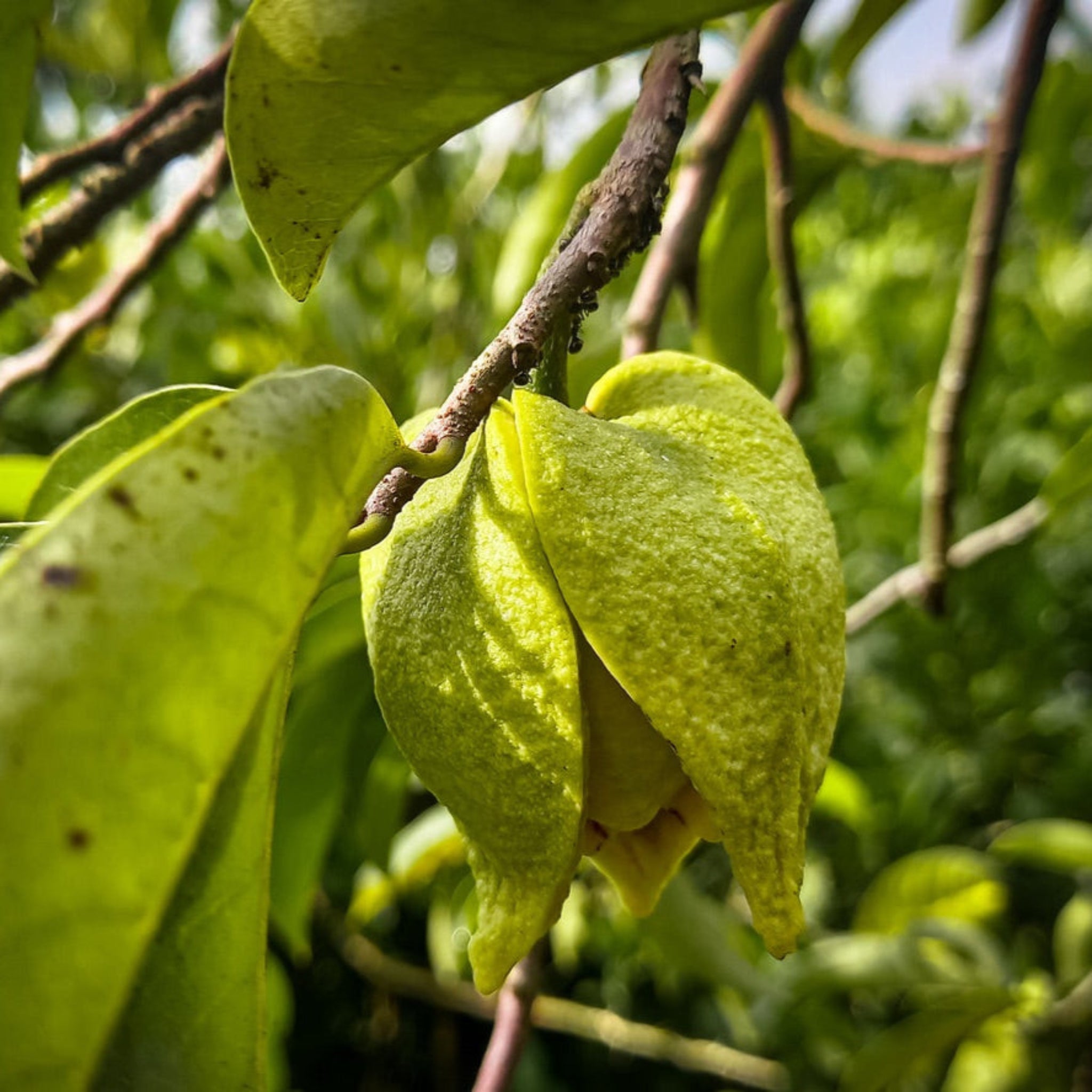 Soursop (Guanabana) Ağacı