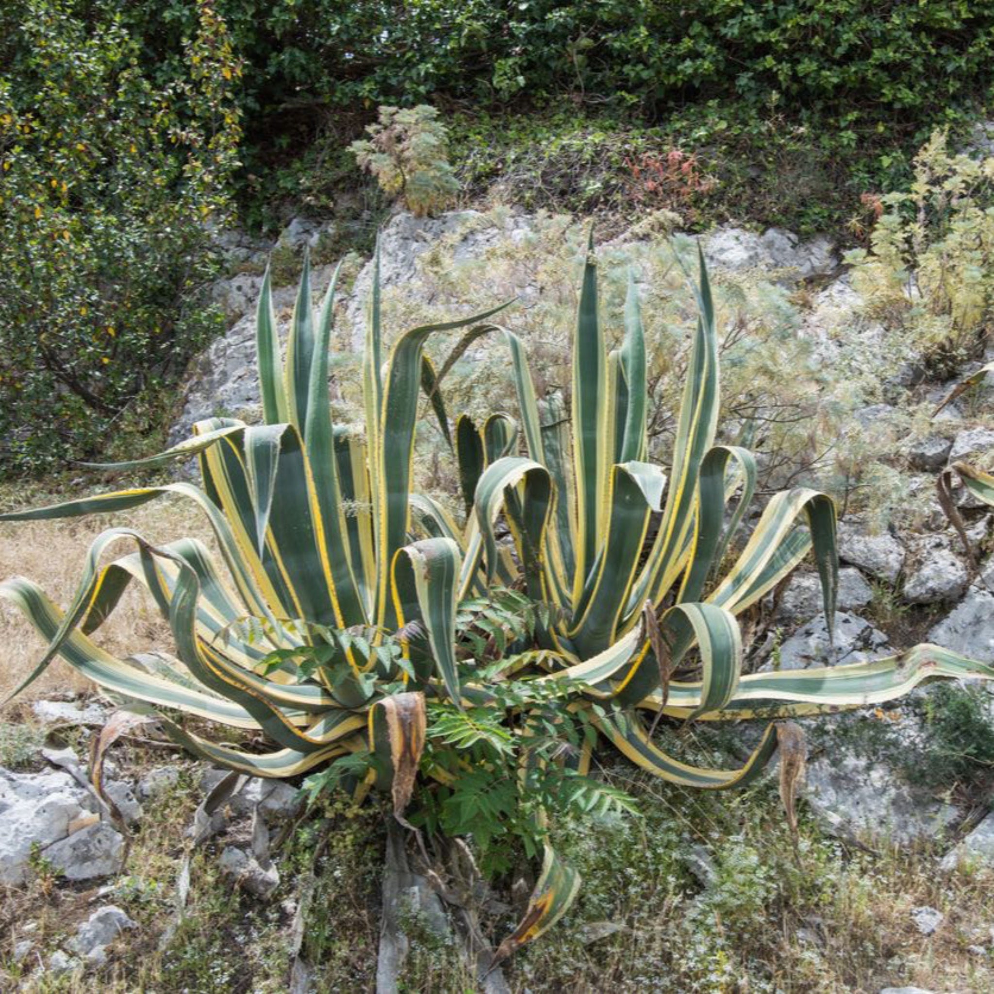 Agave americana 'Variegata'