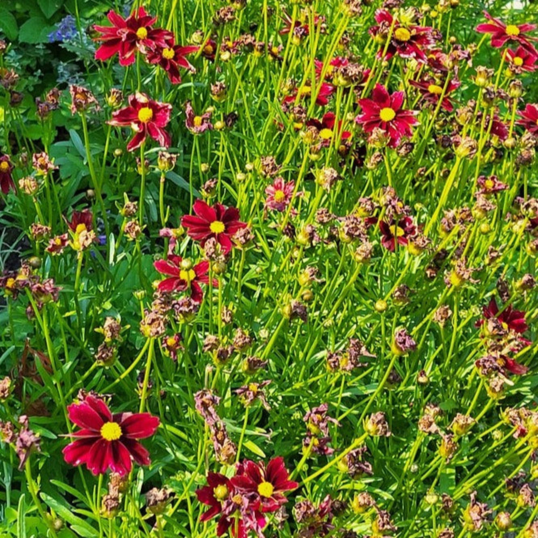 Li'l Bang™ Red Elf Coreopsis (Tırtıl Otu)