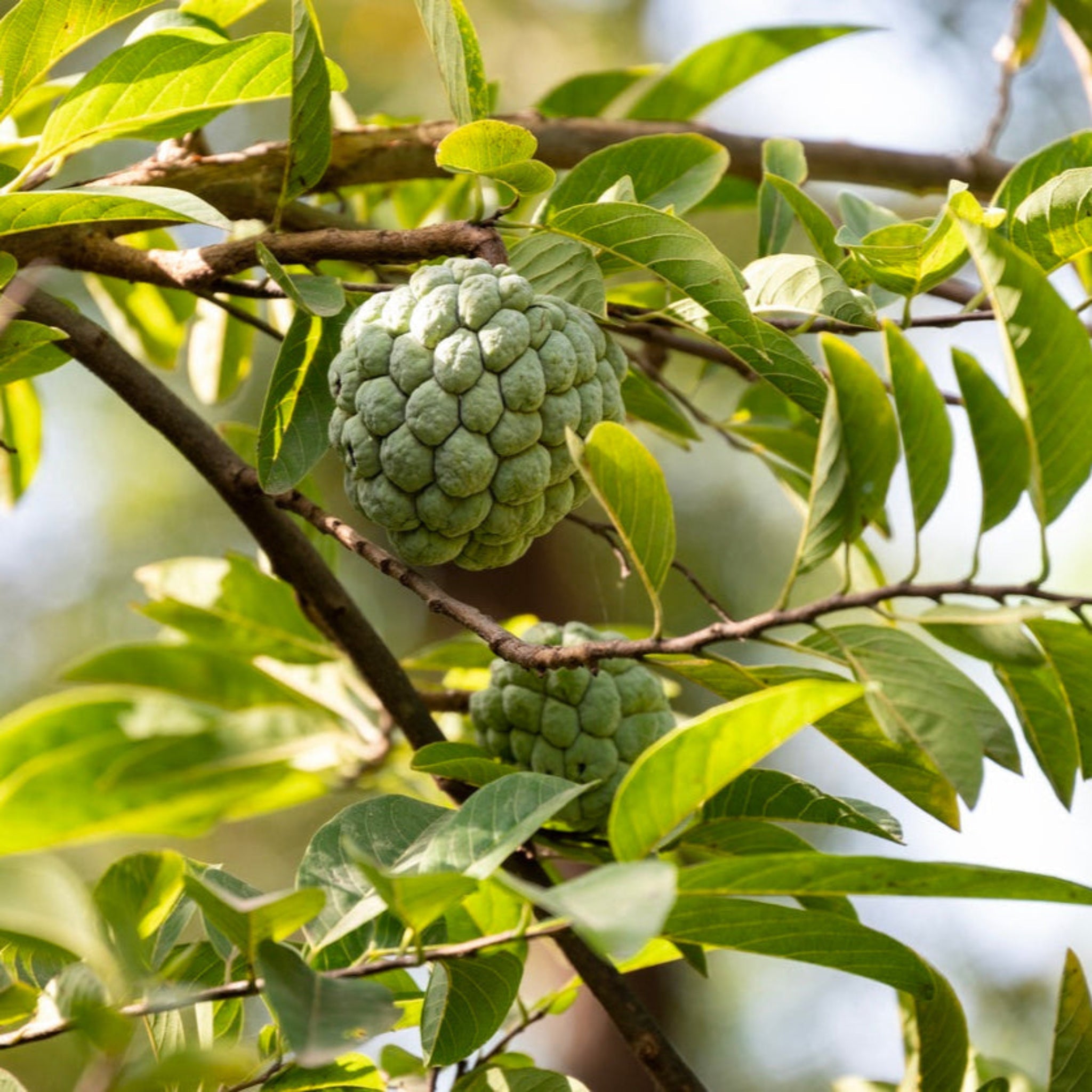 Sugar Apple (Sweetsop) Ağacı