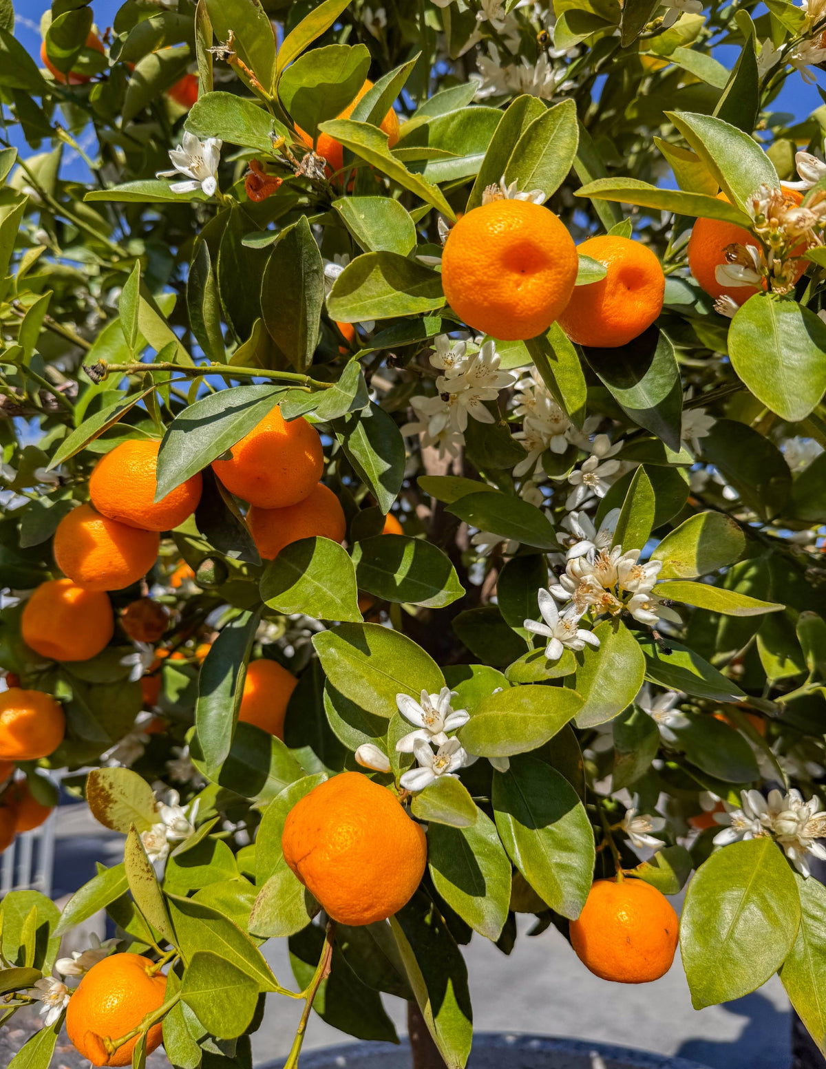 Owari Satsuma Mandalina Ağacı