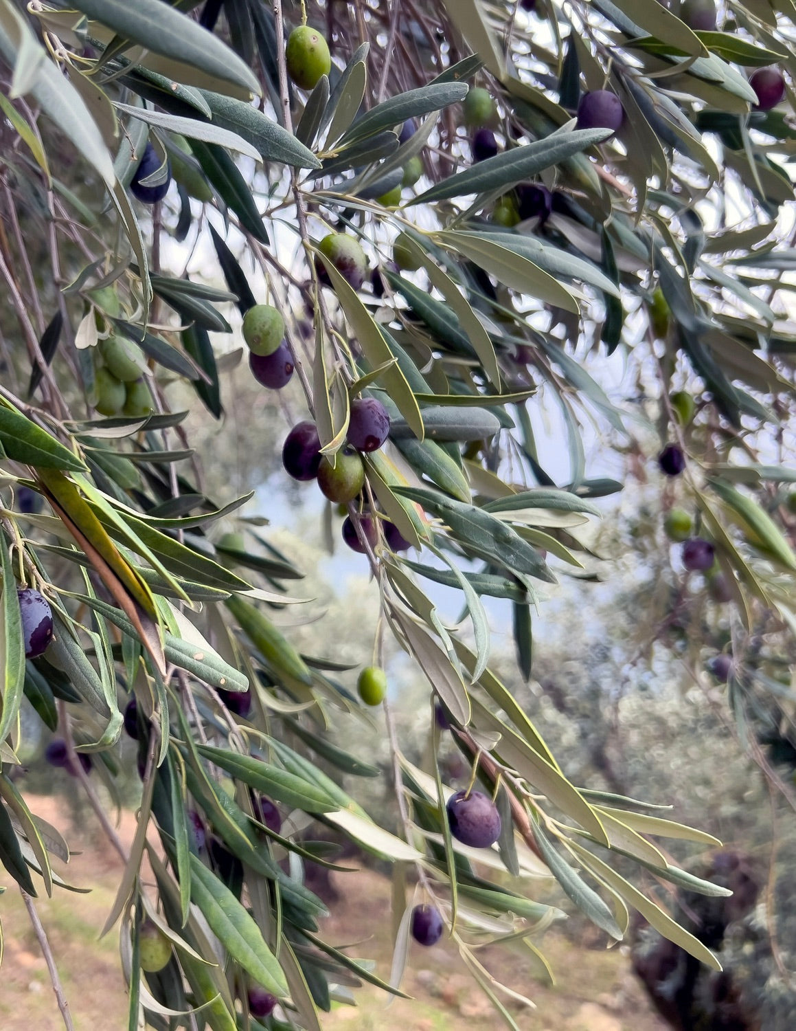 Frantoio Zeytin Ağacı