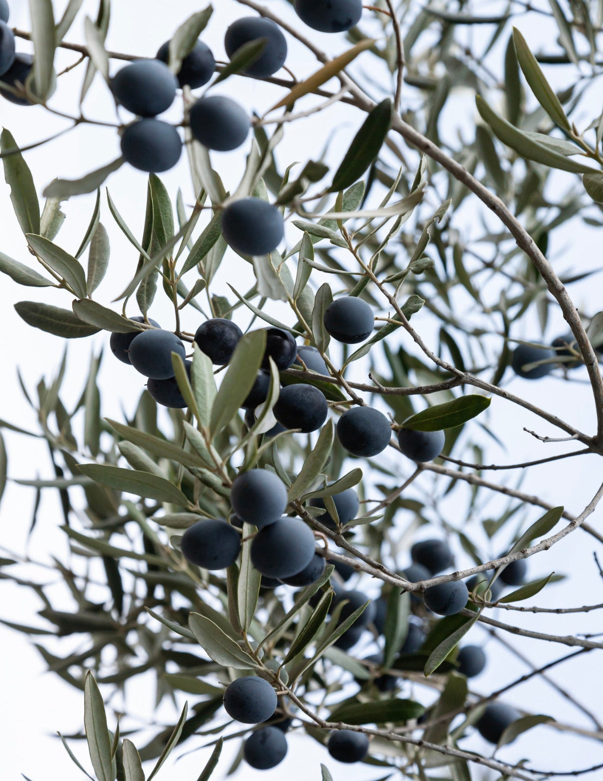 Mission Zeytin Ağacı