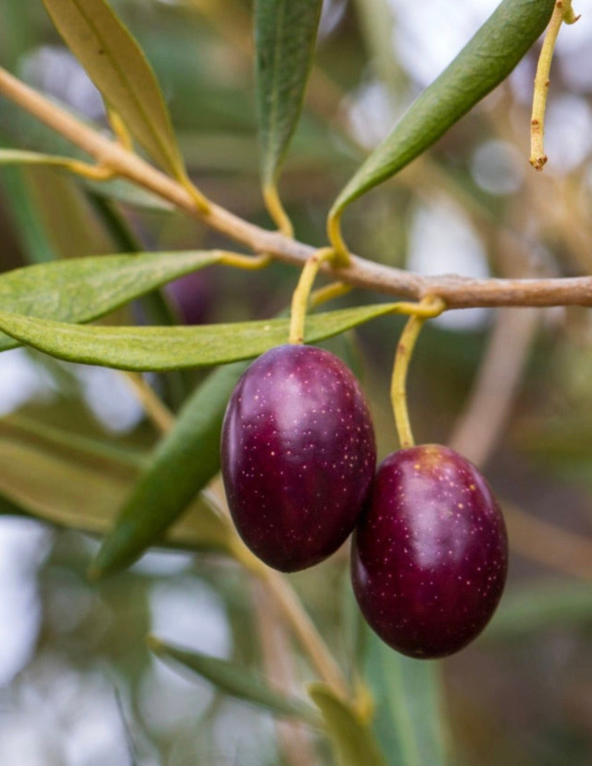 Koroneiki Zeytin Ağacı