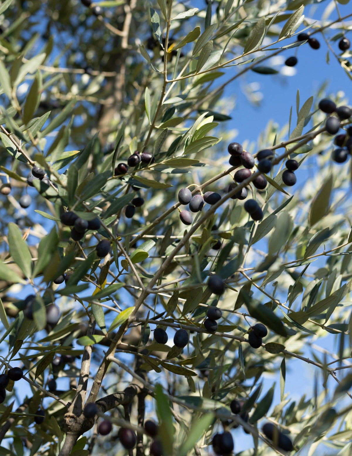 Mission Zeytin Ağacı