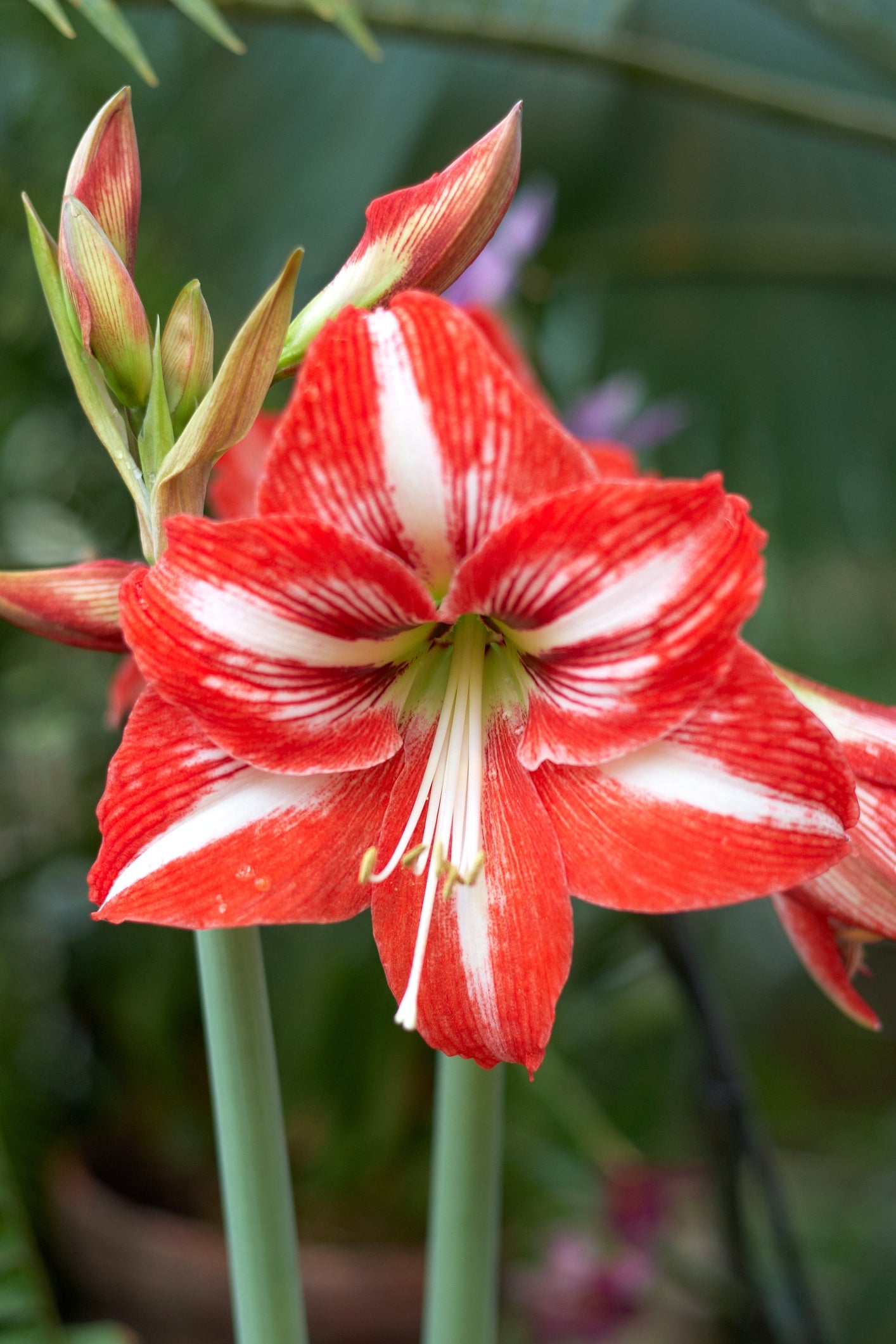 Saksılı 'Minerva' Amaryllis