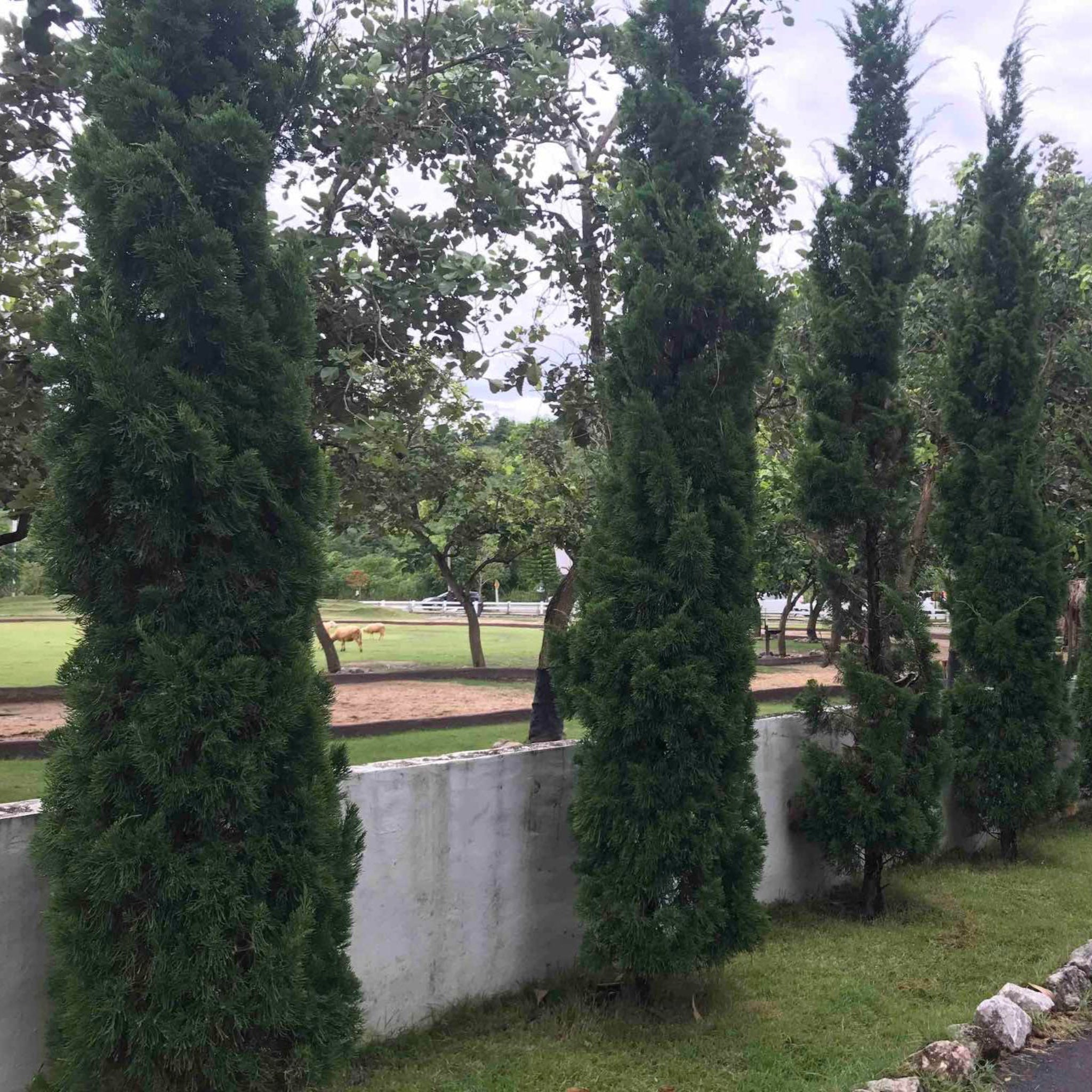 Taylor Juniper (Sütun Ardıç)