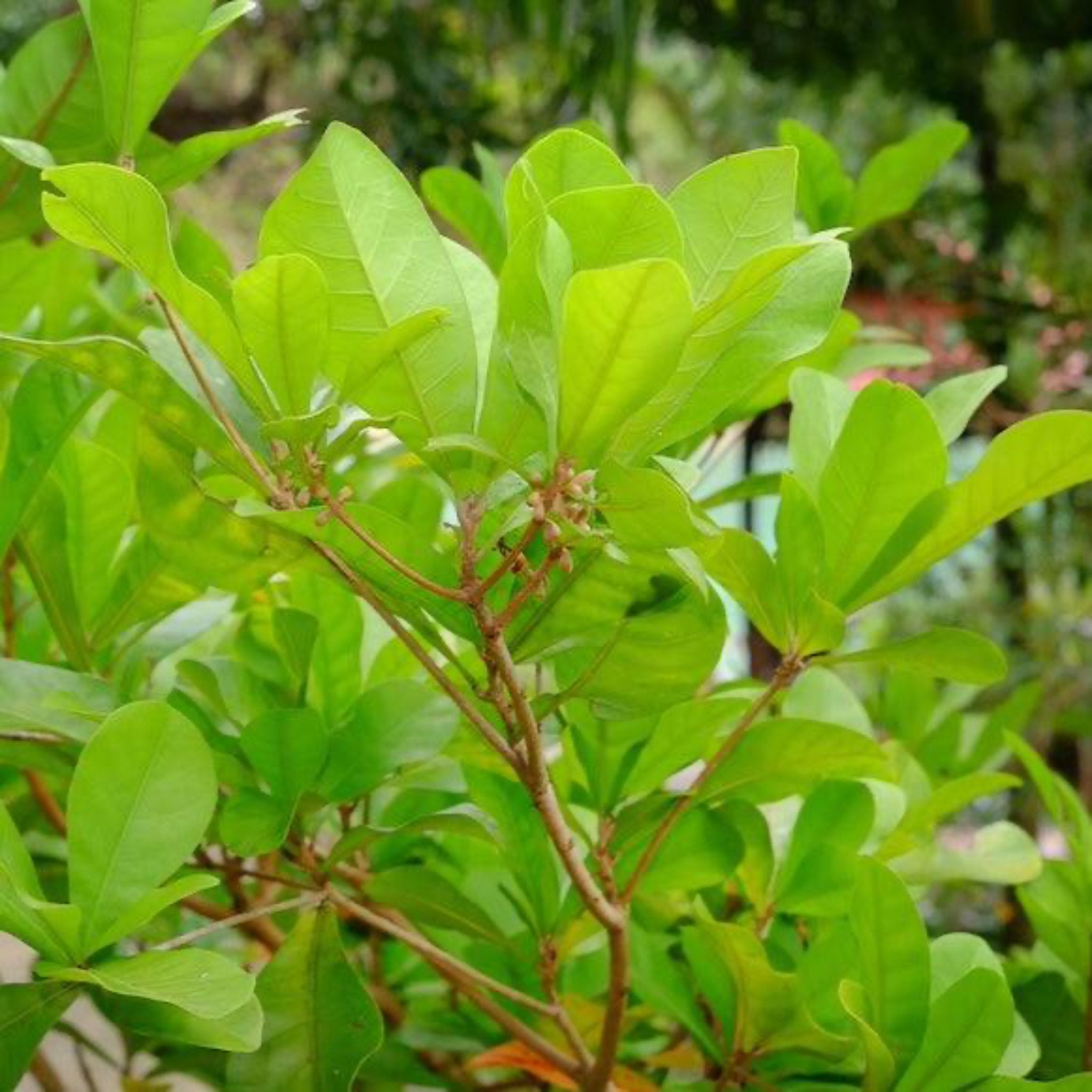 Miracle Fruit (Mucize Meyve)