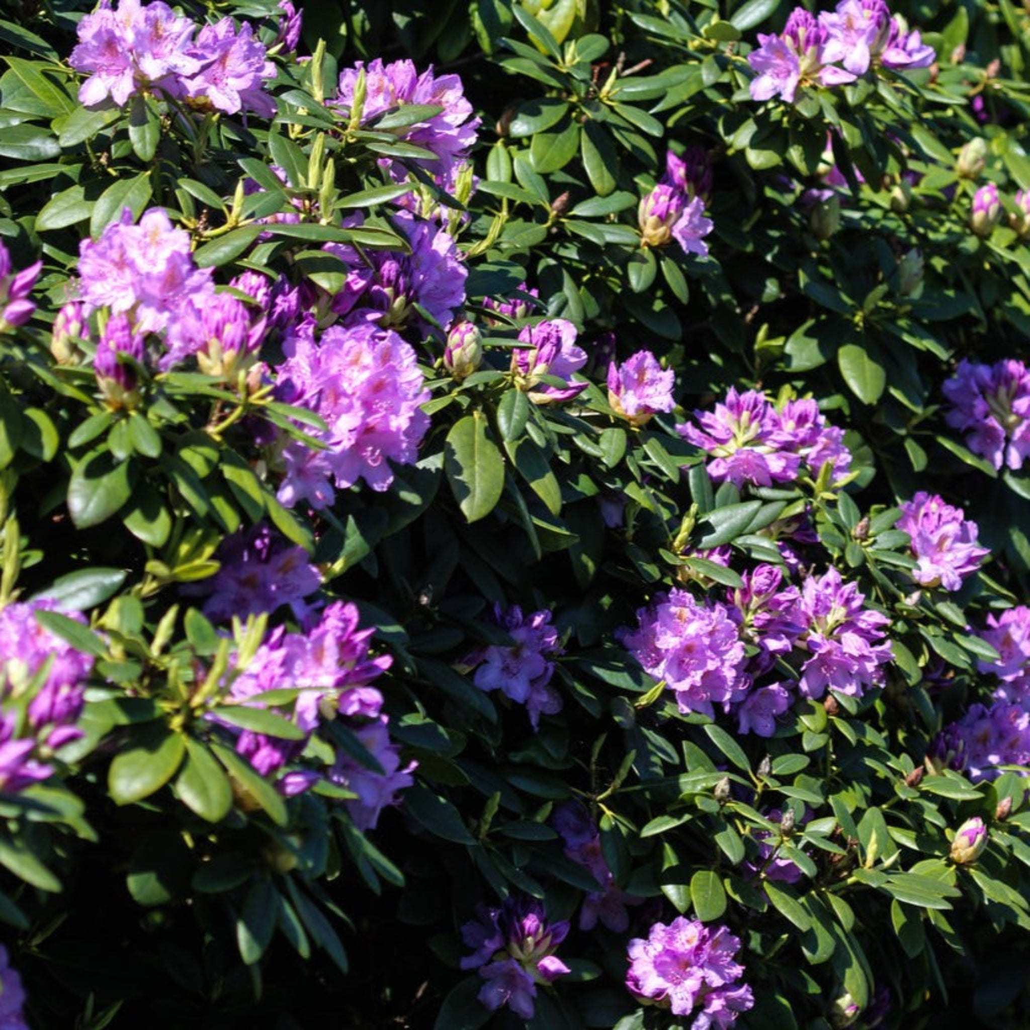 Boursault Catawba Ormangülü (Rhododendron)