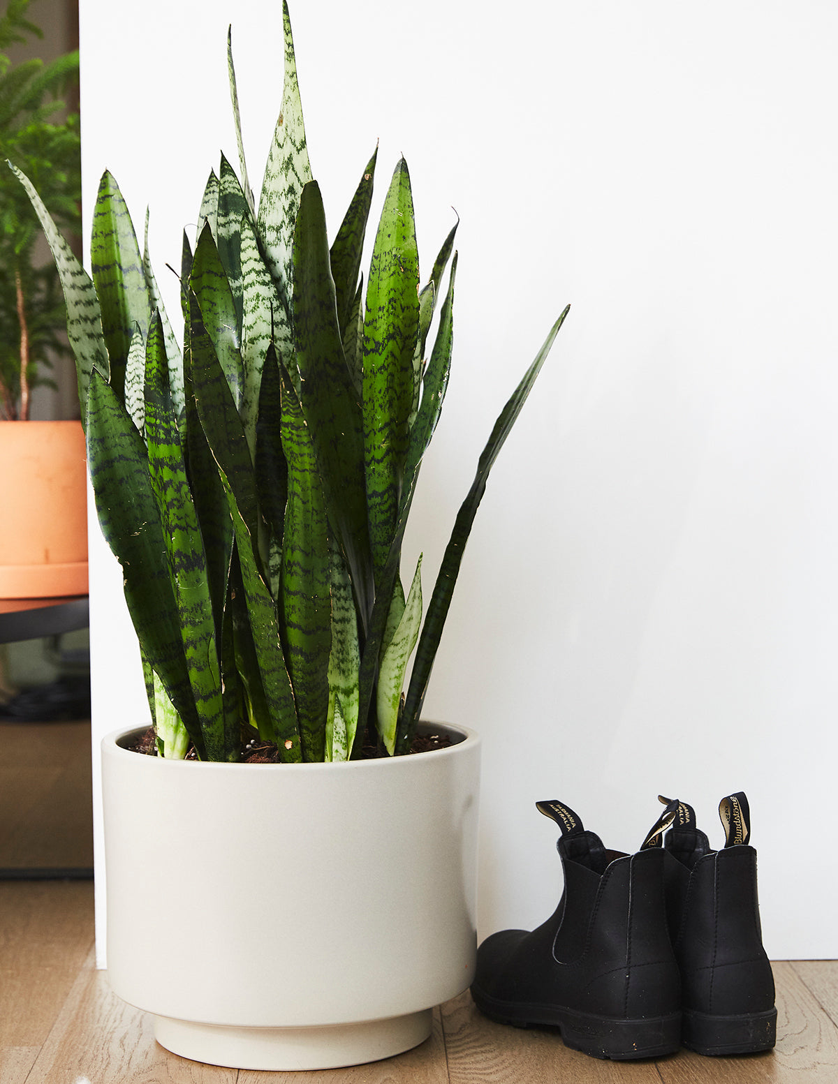 Paşa Kılıcı (Snake Plant) Zeylanica