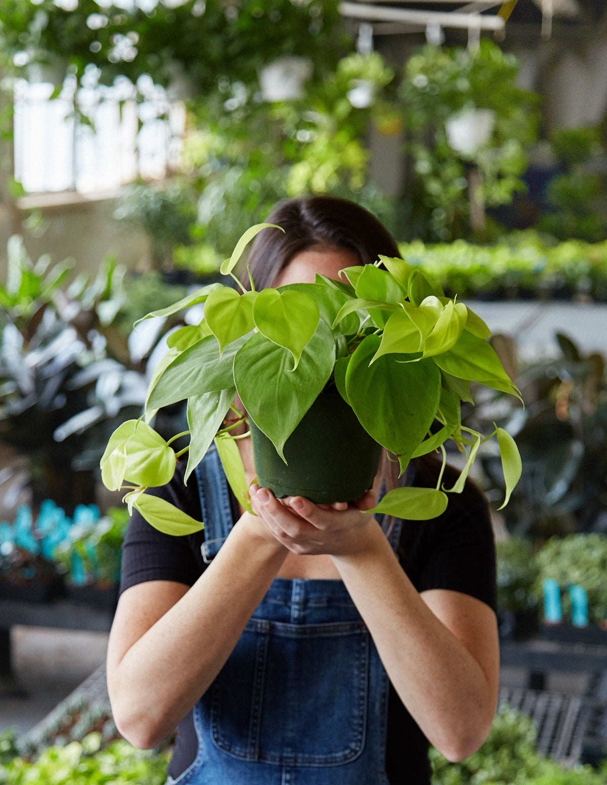 Neon Pothos