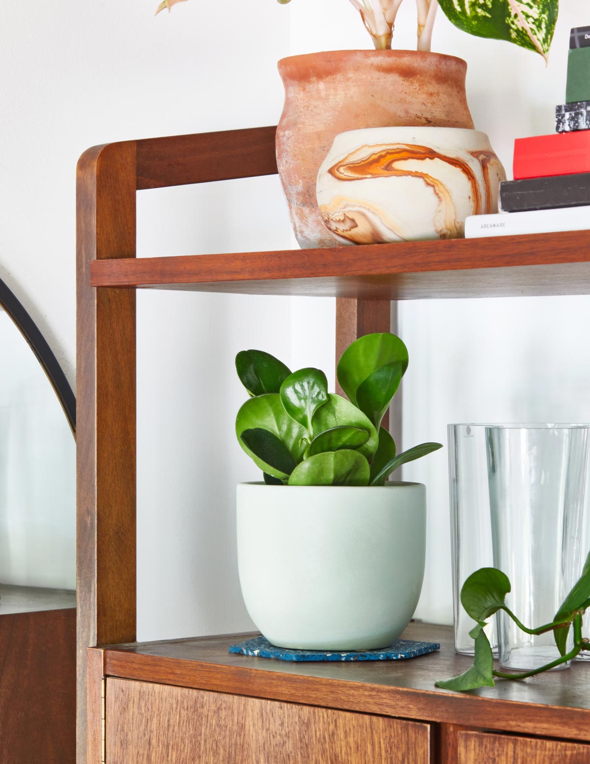 Doğum Günü Hediyesi Peperomia Green