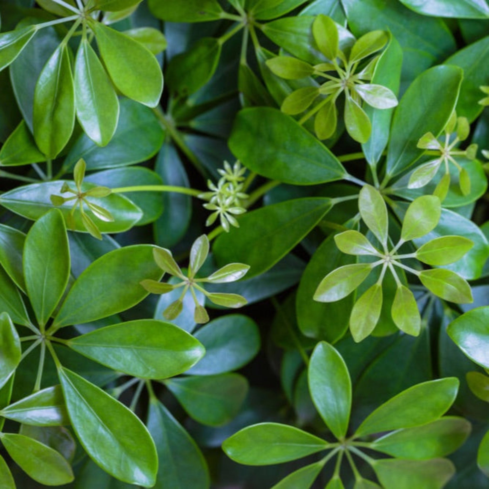 Schefflera Ağacı