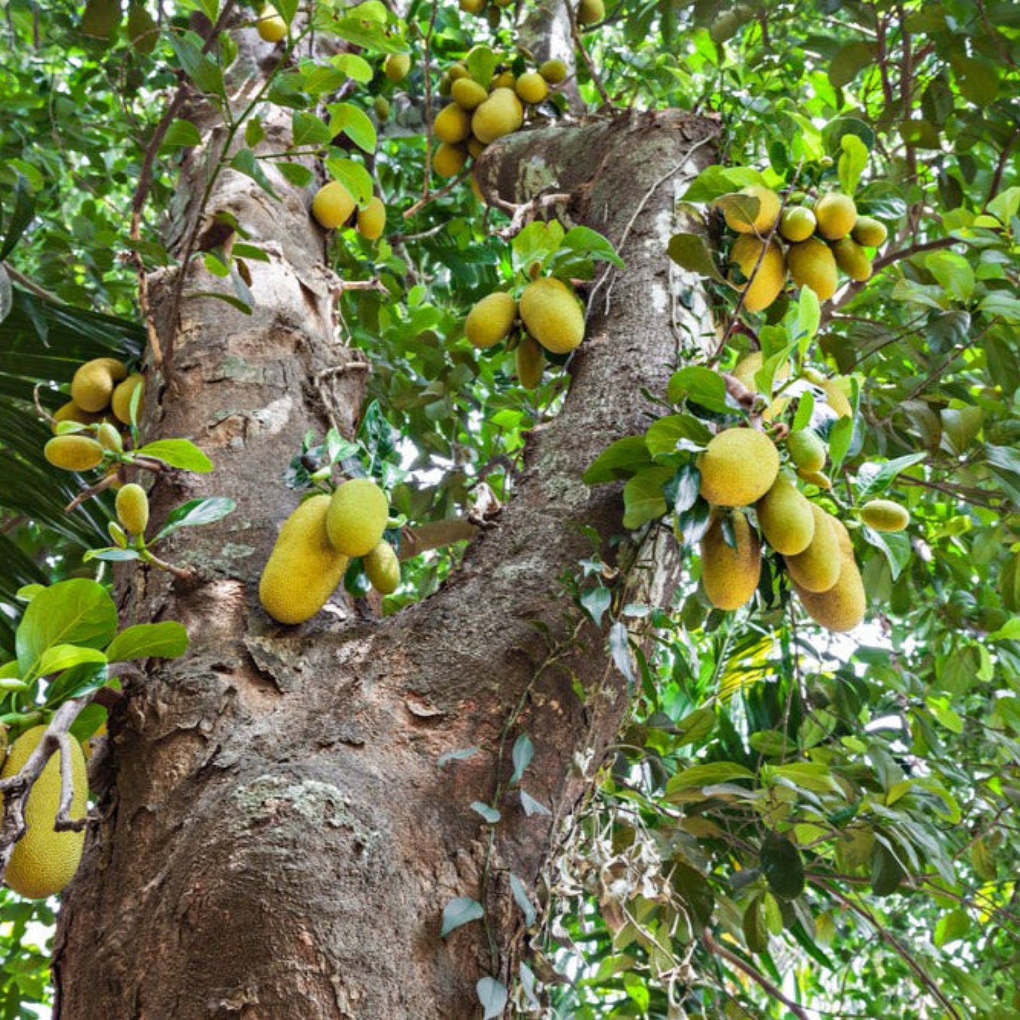 Jackfruit Ağacı