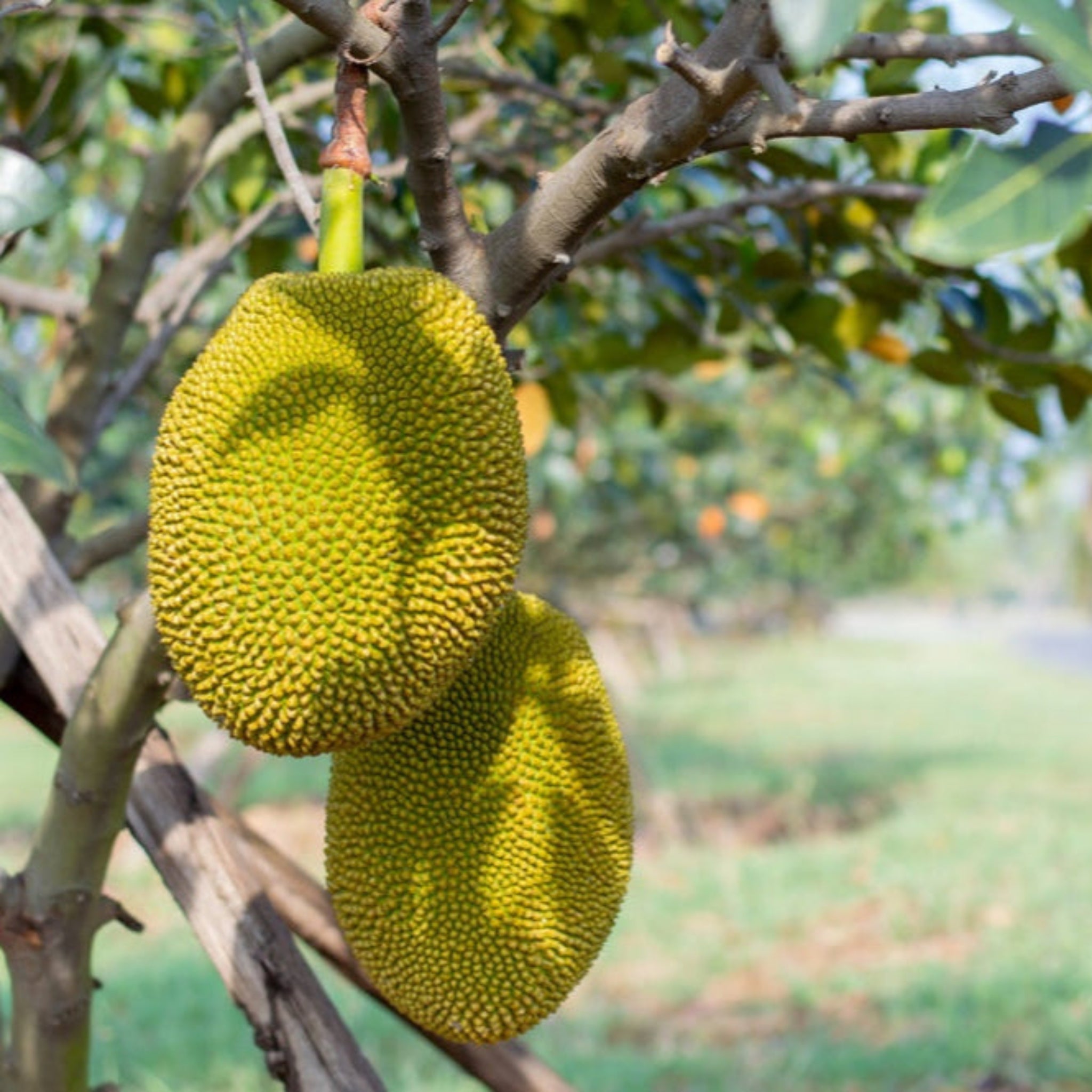 Jackfruit Ağacı