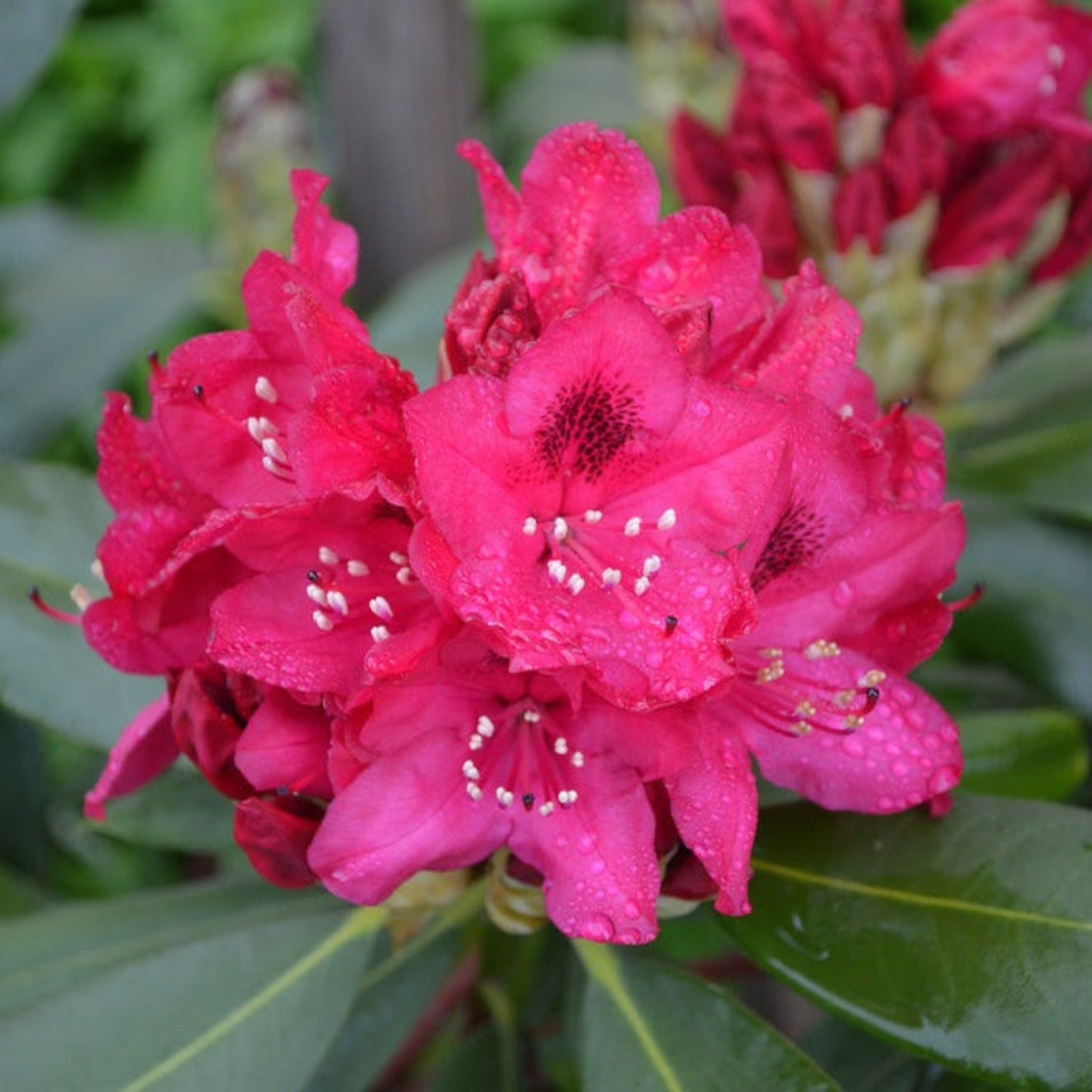 Nova Zembla Ormangülü (Rhododendron)