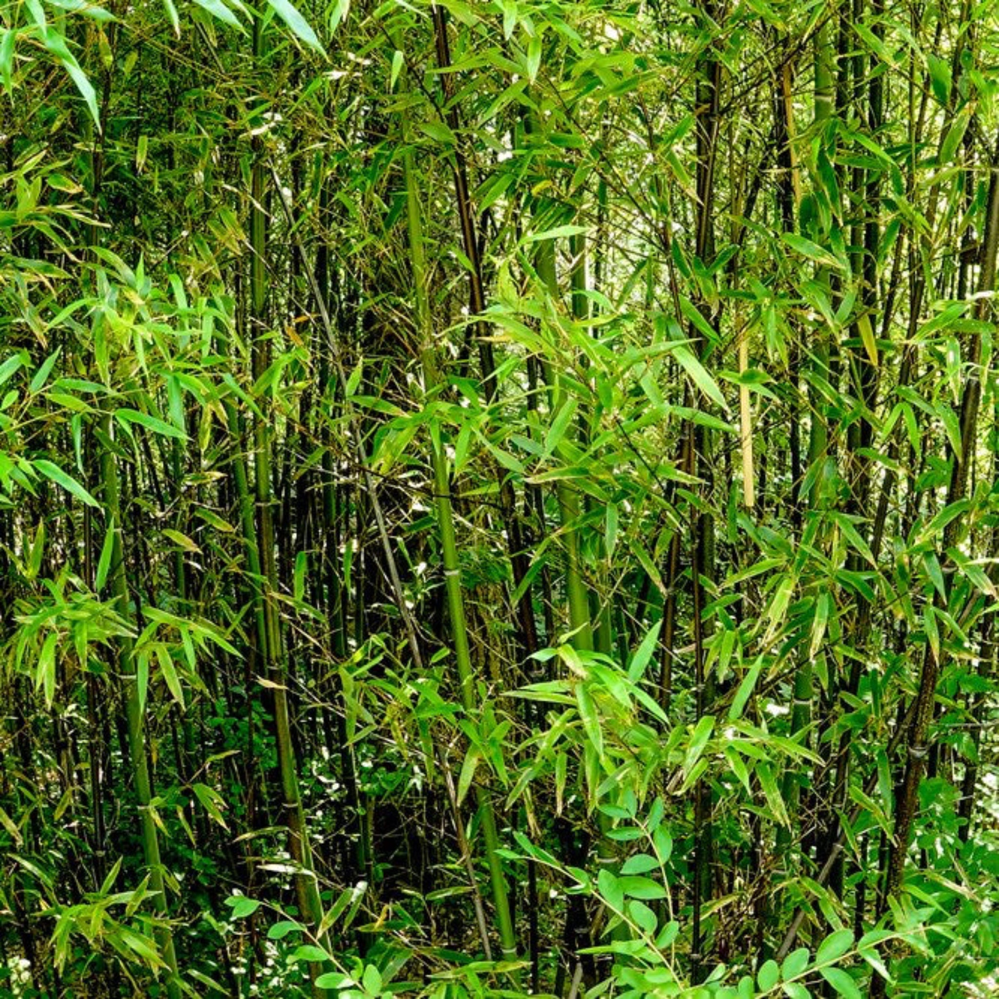 Black Bamboo (Siyah Bambu)