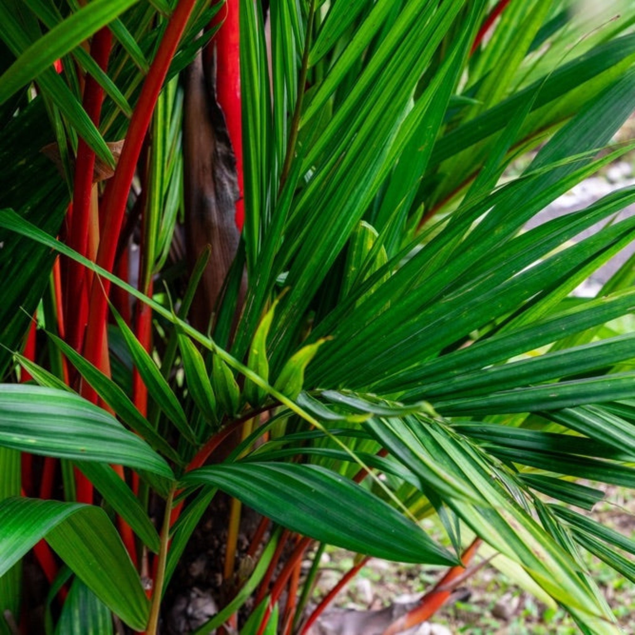 Lipstick Palm (Ruj Palmiyesi)