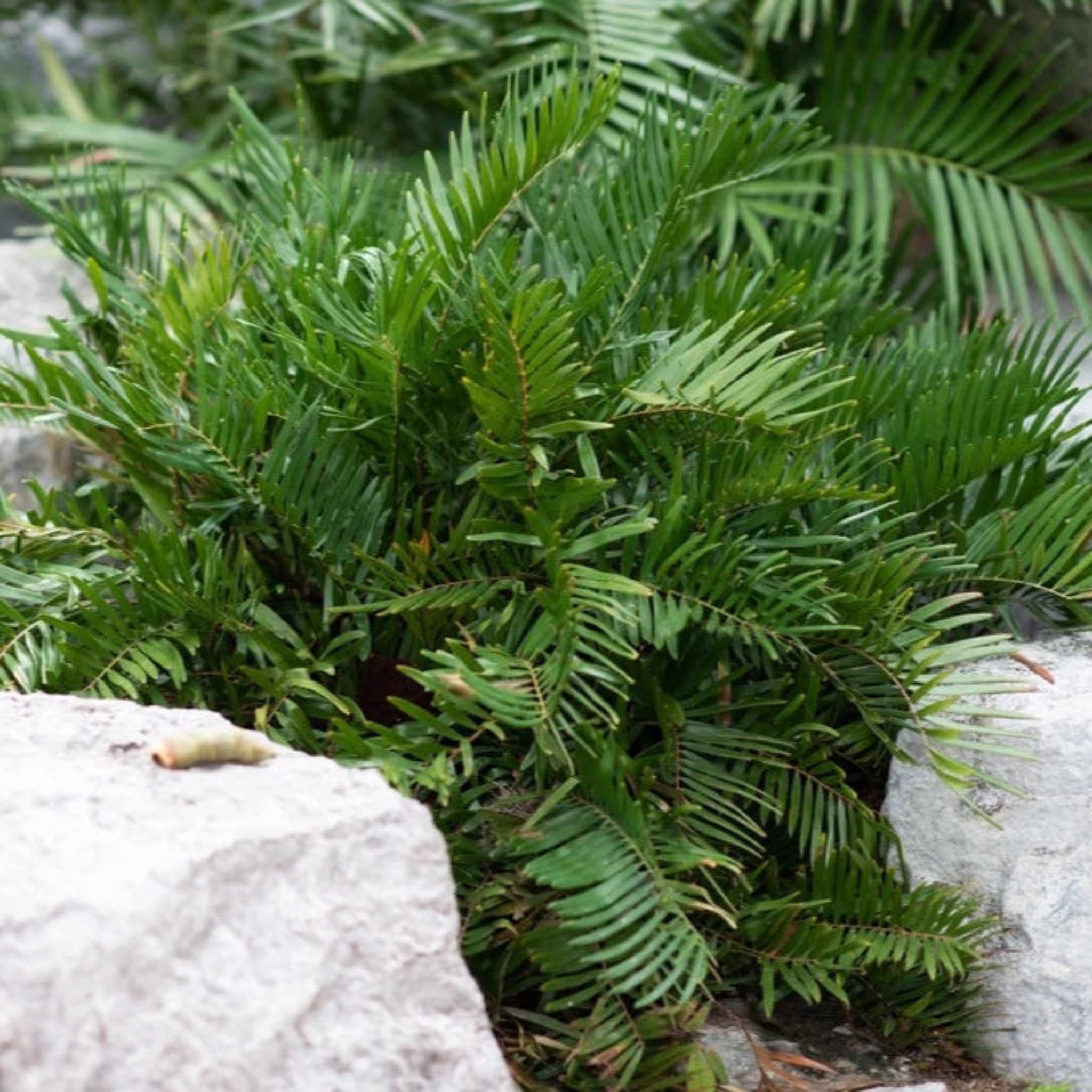 Coontie Palmiyesi