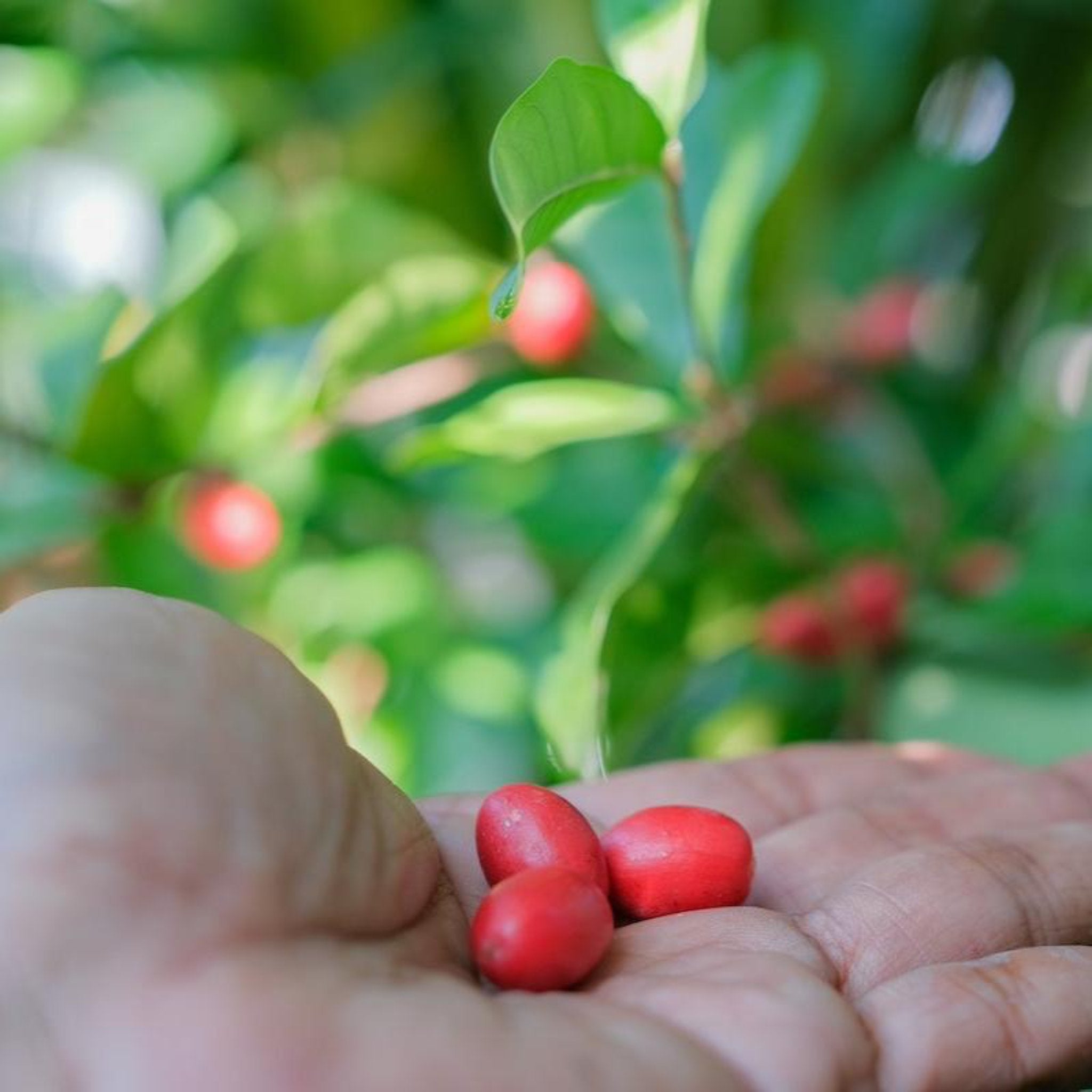 Miracle Fruit (Mucize Meyve)