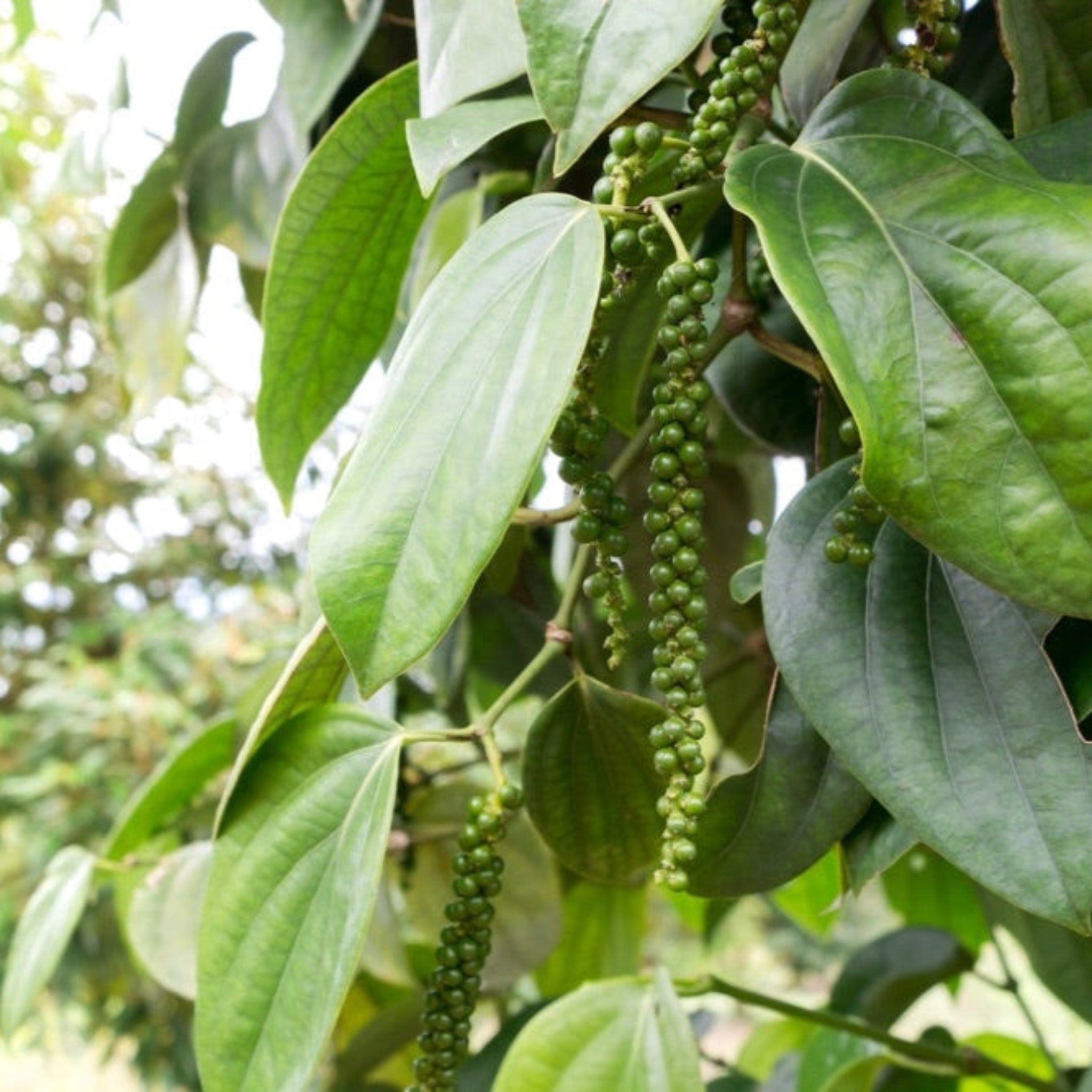 Karabiber Bitkisi