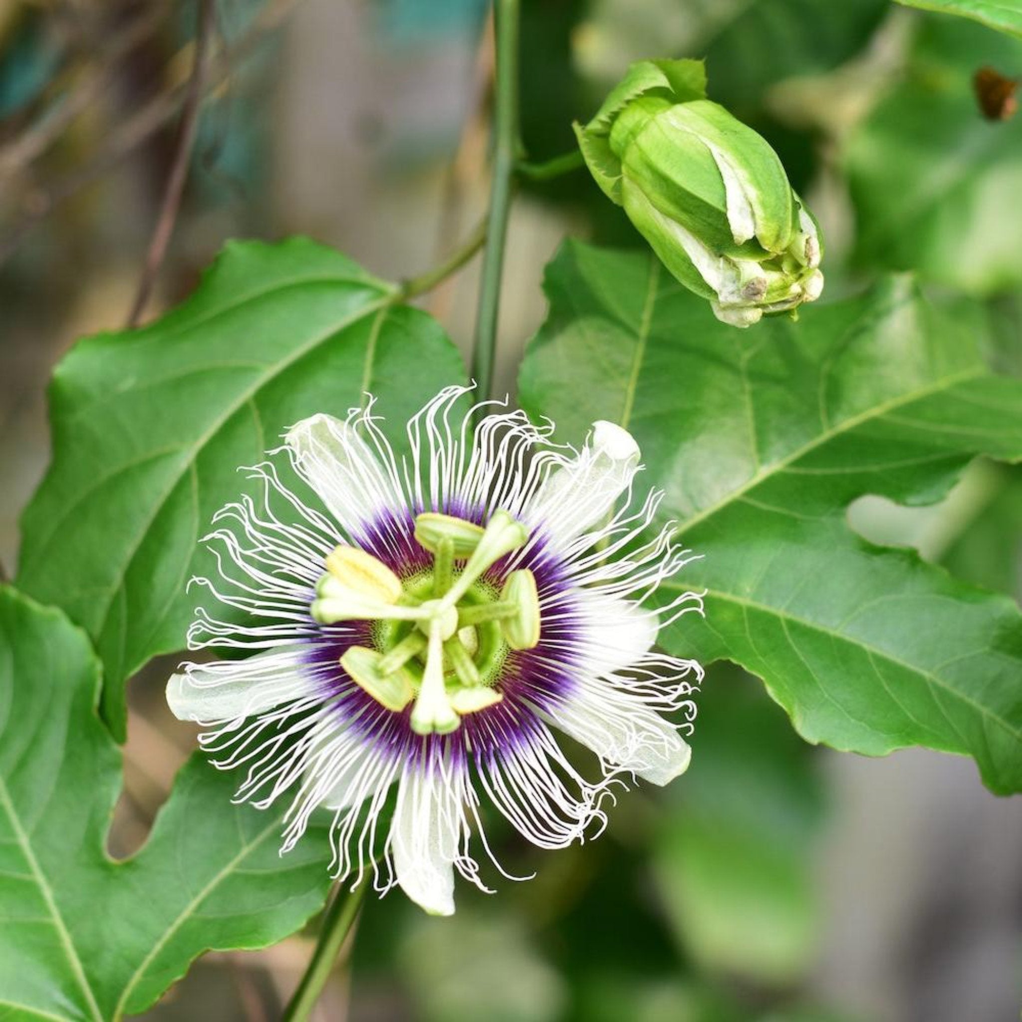 Passion Fruit (Çarkıfelek Meyvesi)