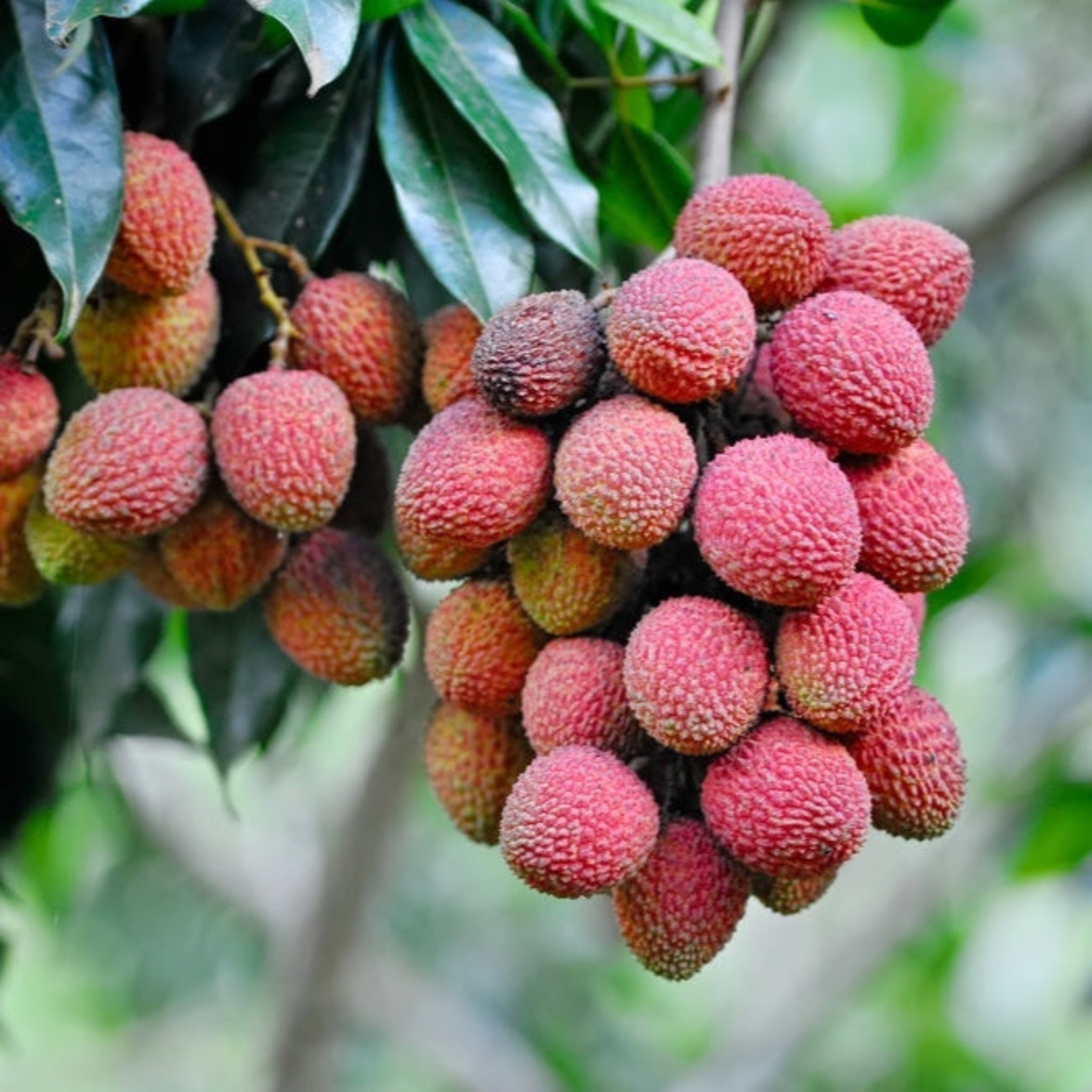 Mauritius Lychee (Liçi)