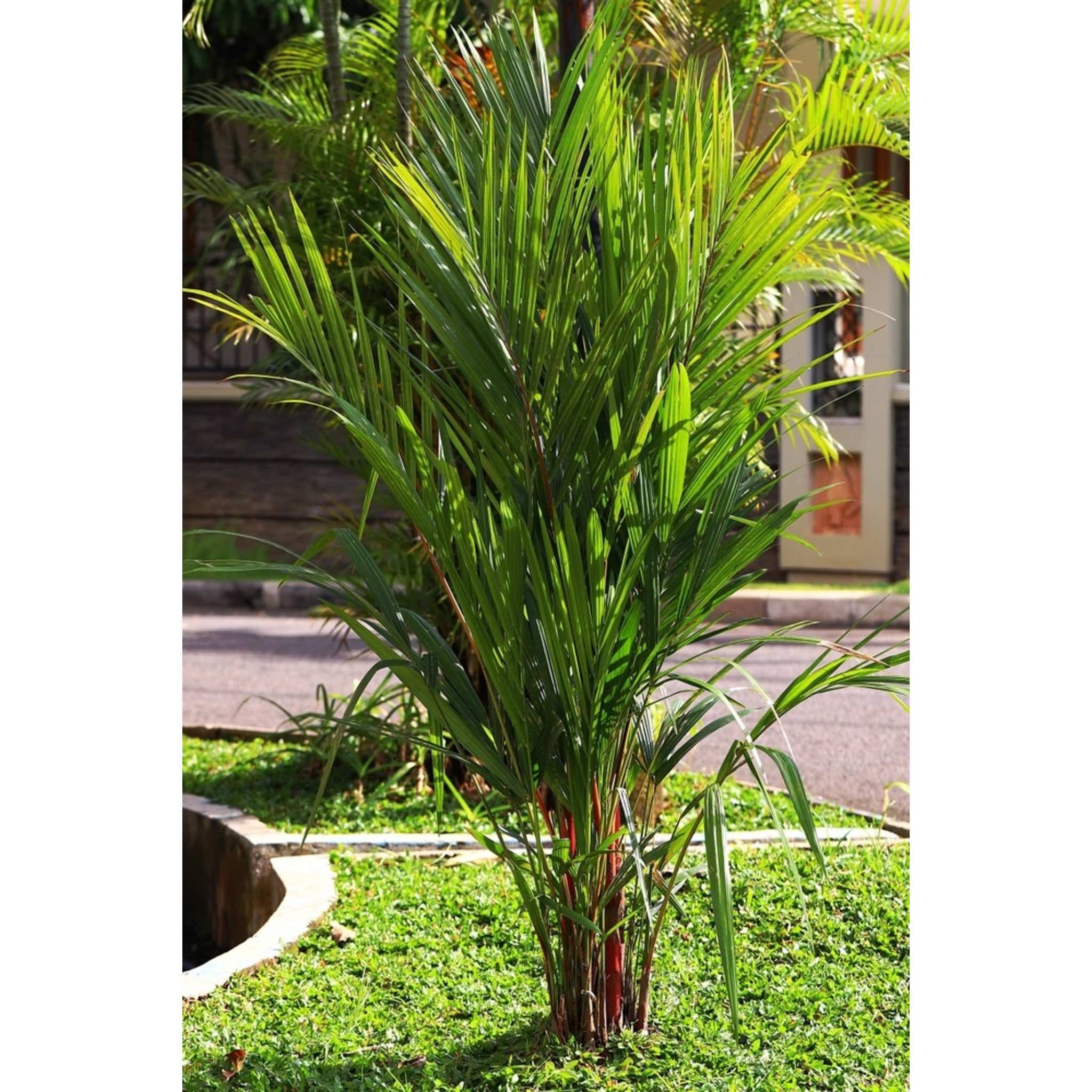 Lipstick Palm (Ruj Palmiyesi)
