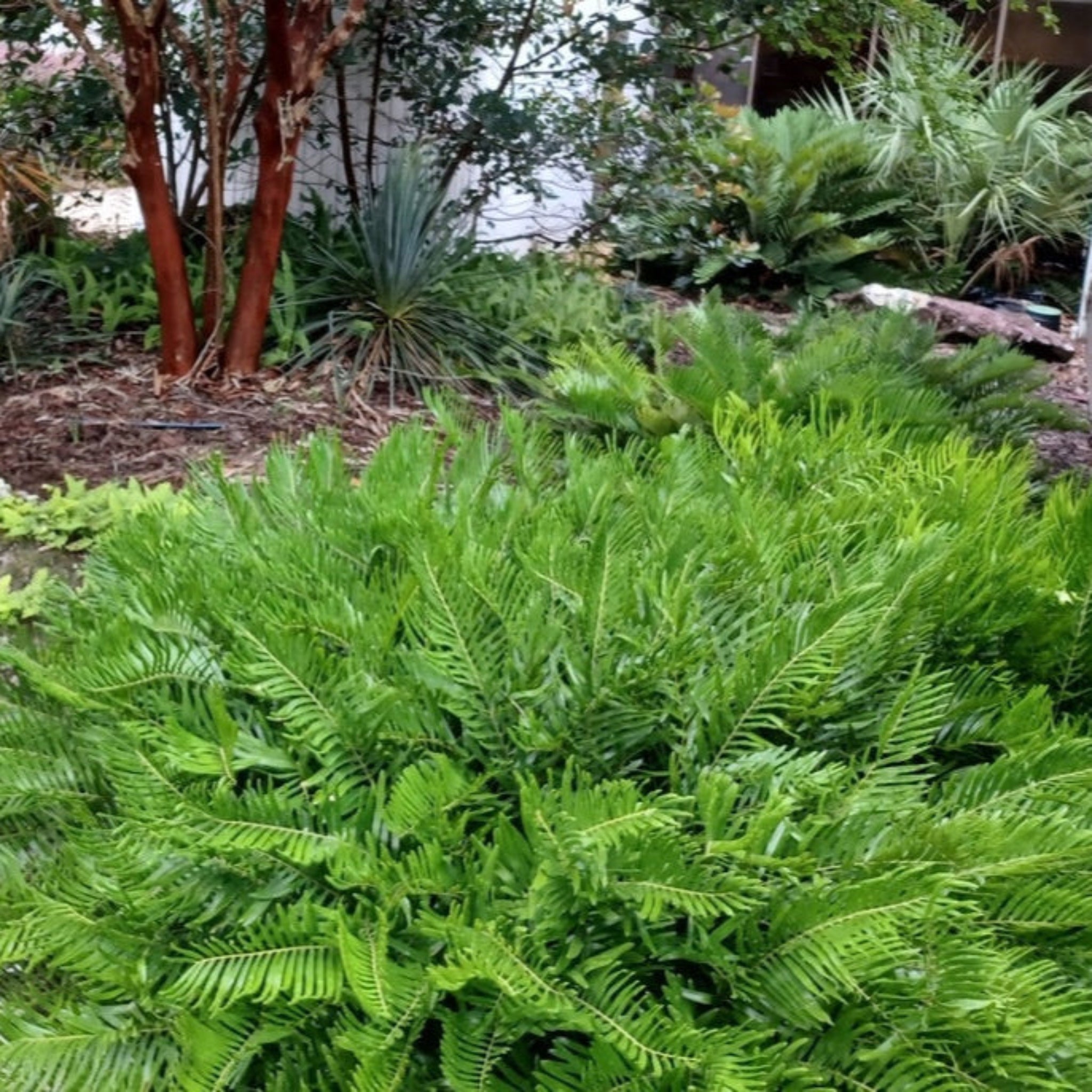 Coontie Palmiyesi