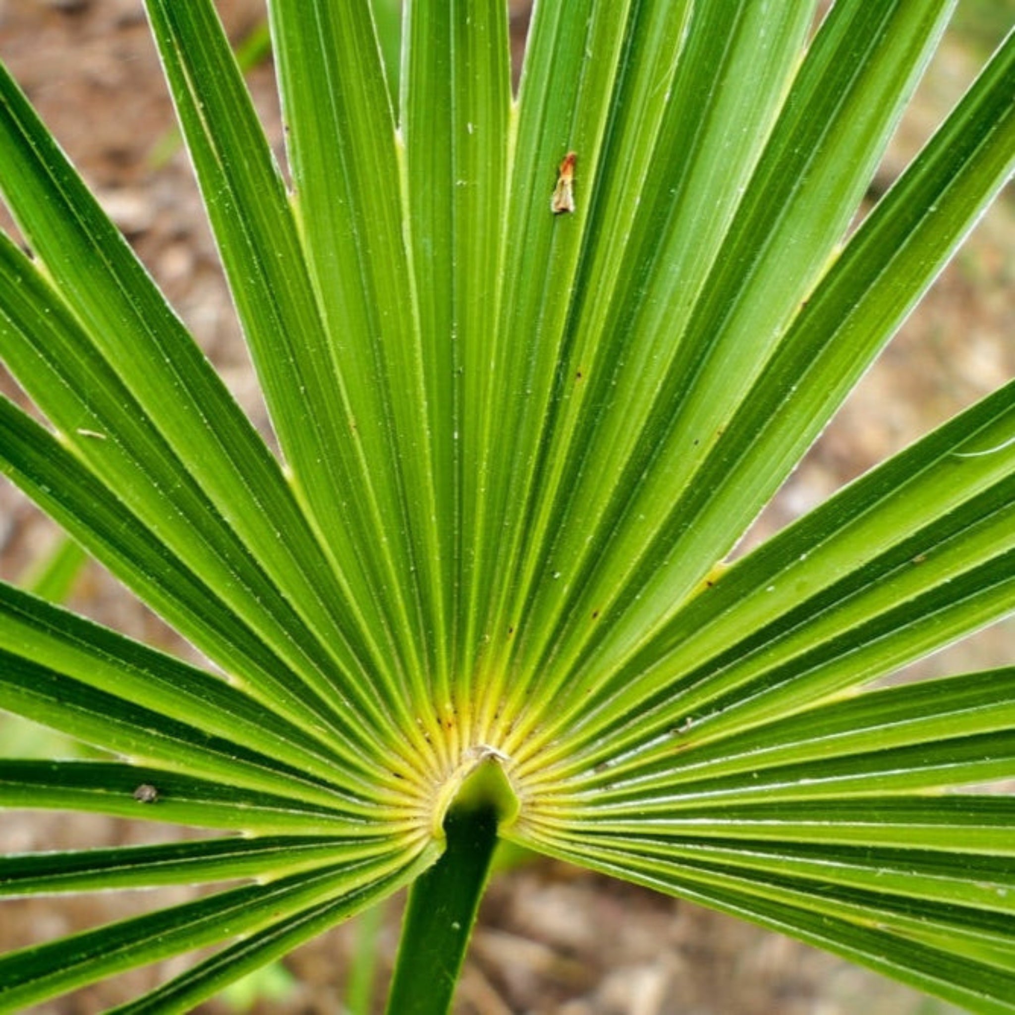 İğne Palmiyesi (Needle Palm Tree)