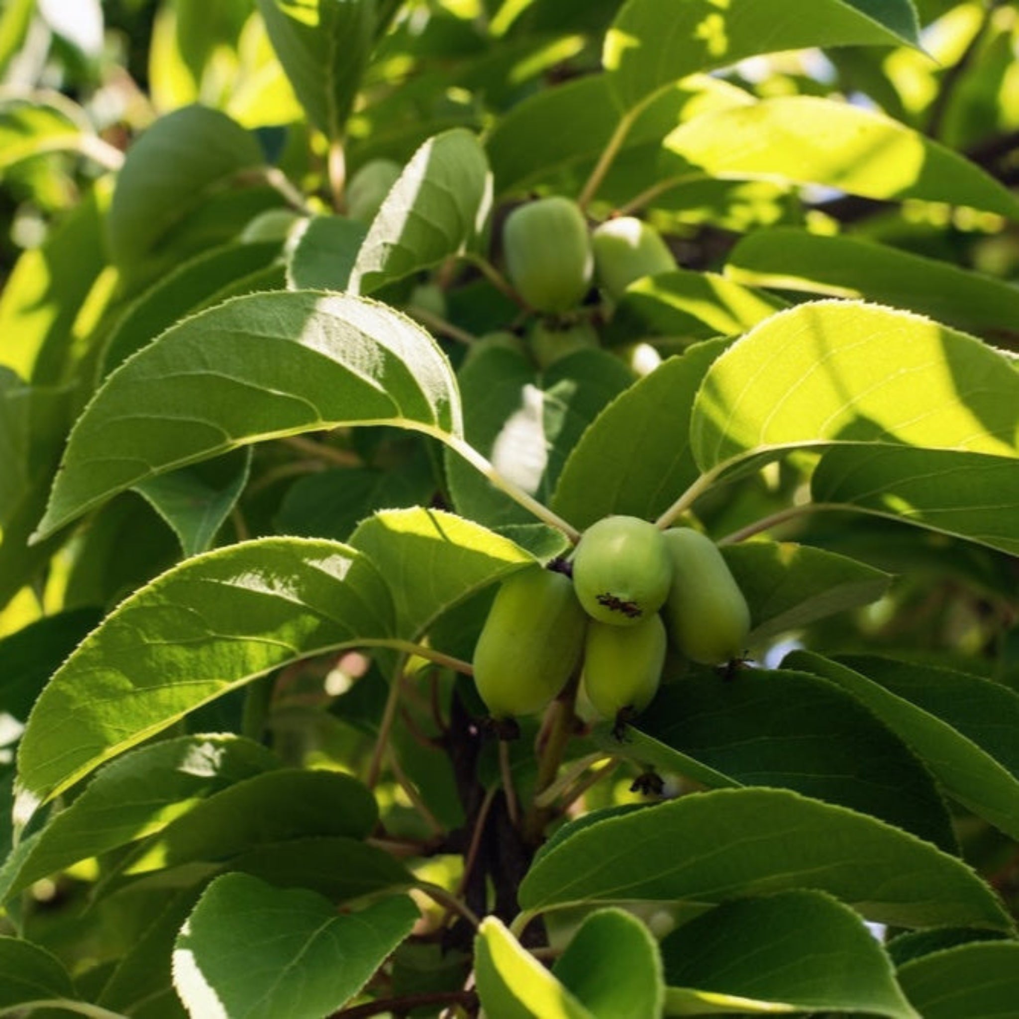 Kiwi - Prolific (Kendinden Verimli)